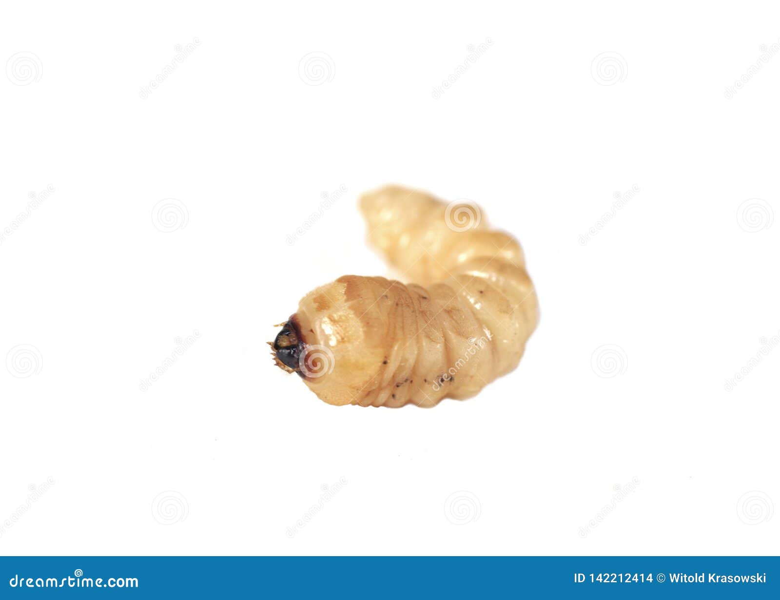 Larva Of Woodworm Lives Under Pine Bark. Common Furniture Beetle Stock