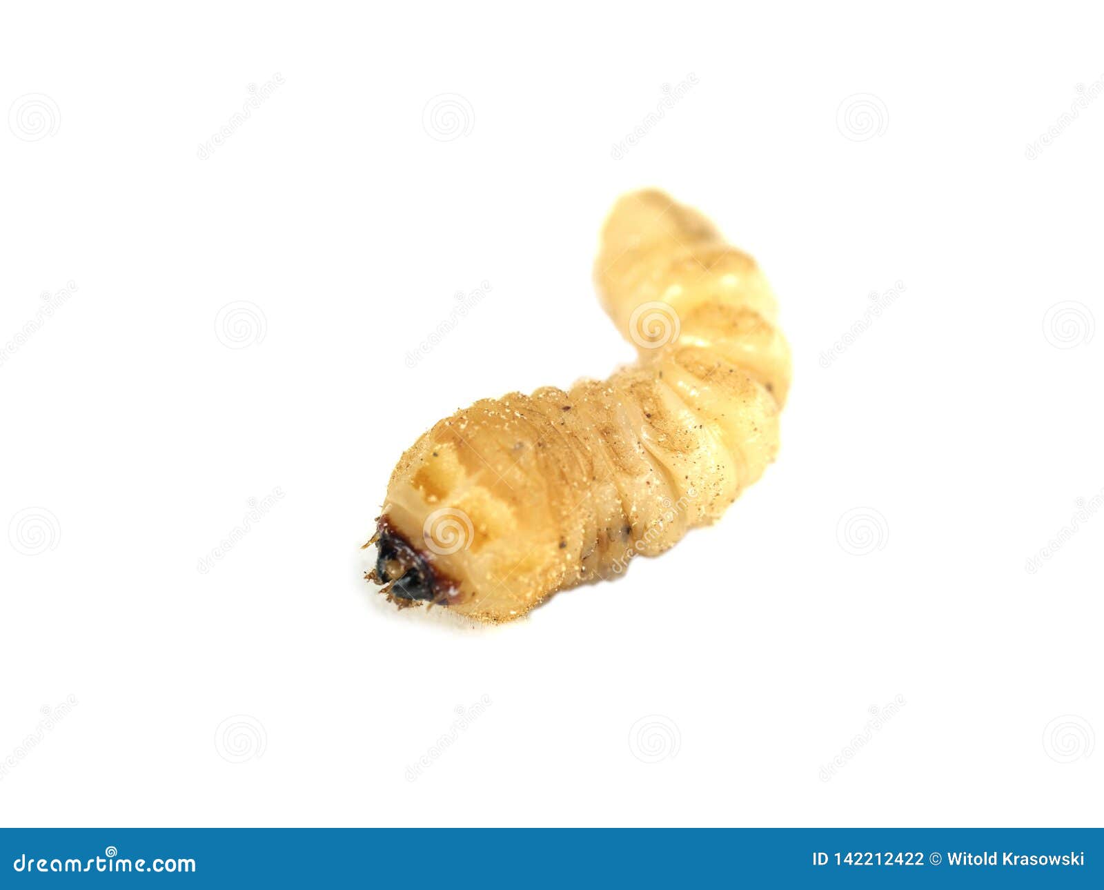 Larva Of Woodworm Lives Under Pine Bark. Common Furniture Beetle Stock