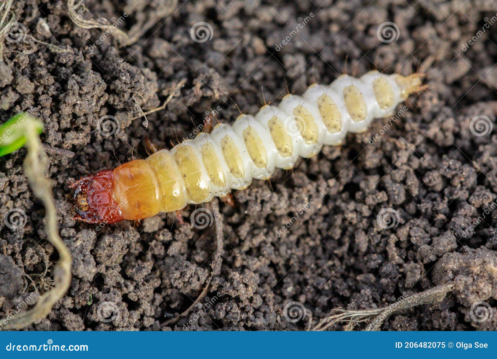 larva of zabrus tenebrioides goeze is a species of black ground beetle carabidae