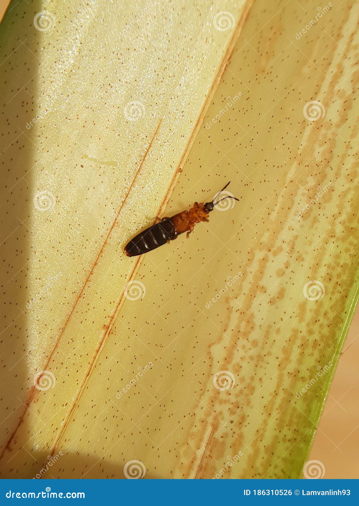 two-coloured coconut leaf beetle