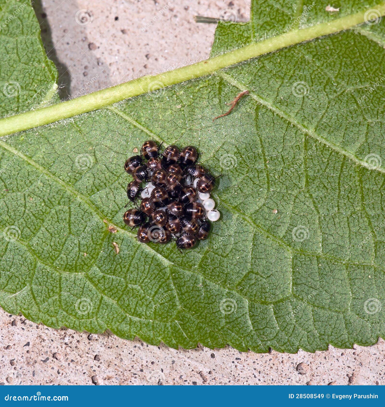 The Larvae and Eggs of the Ladybird Stock Image Image of variation