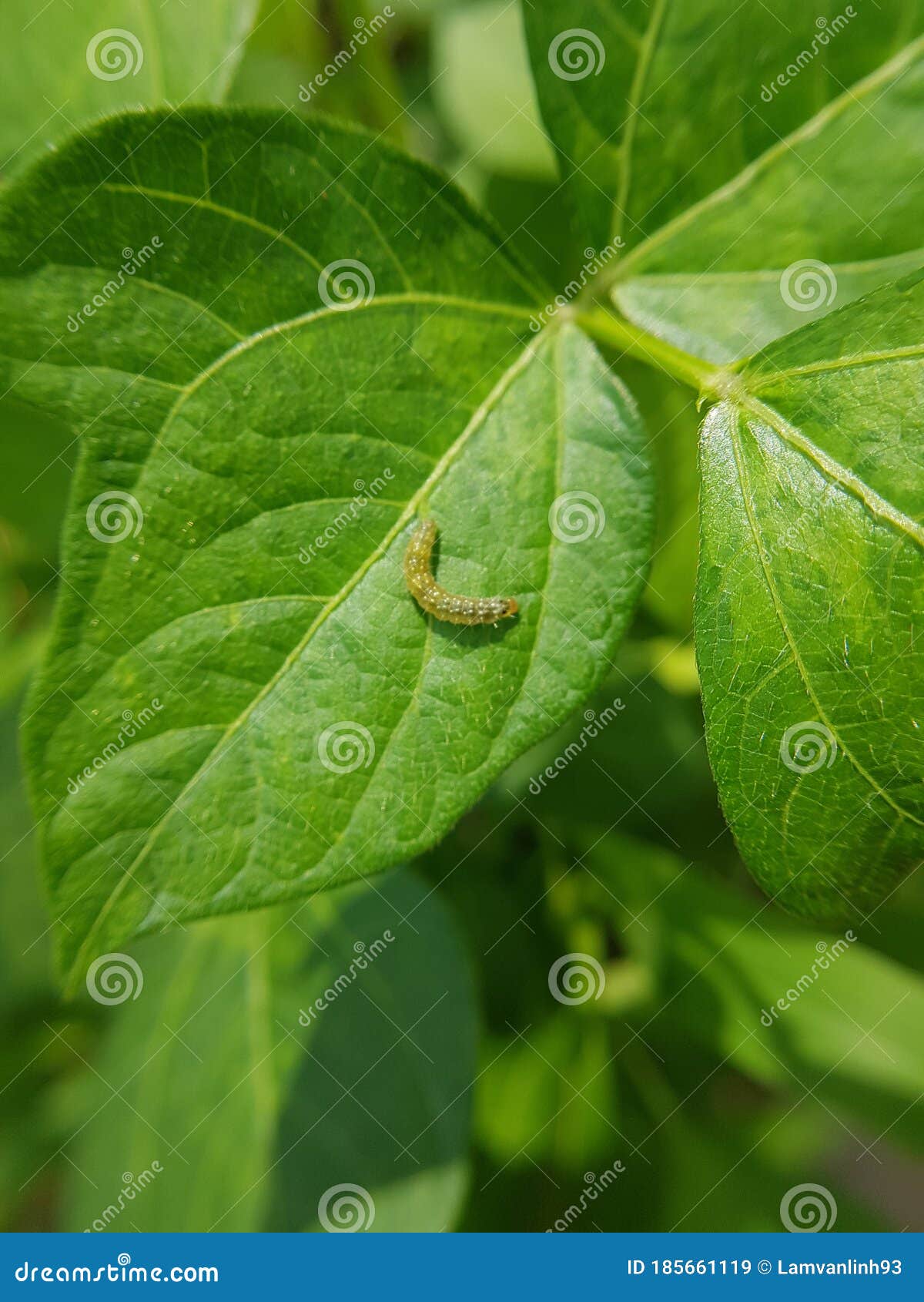 Larvae of Leaf Folder Damage on Red Bean Leaf in Viet Nam. Stock Image