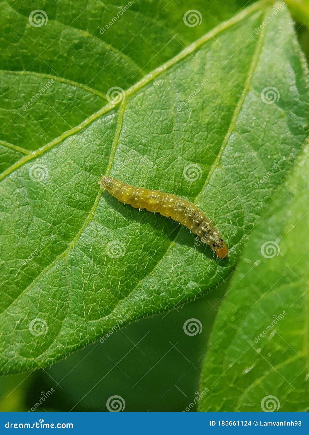 Larvae of Leaf Folder Damage on Red Bean Leaf in Viet Nam. Stock Photo