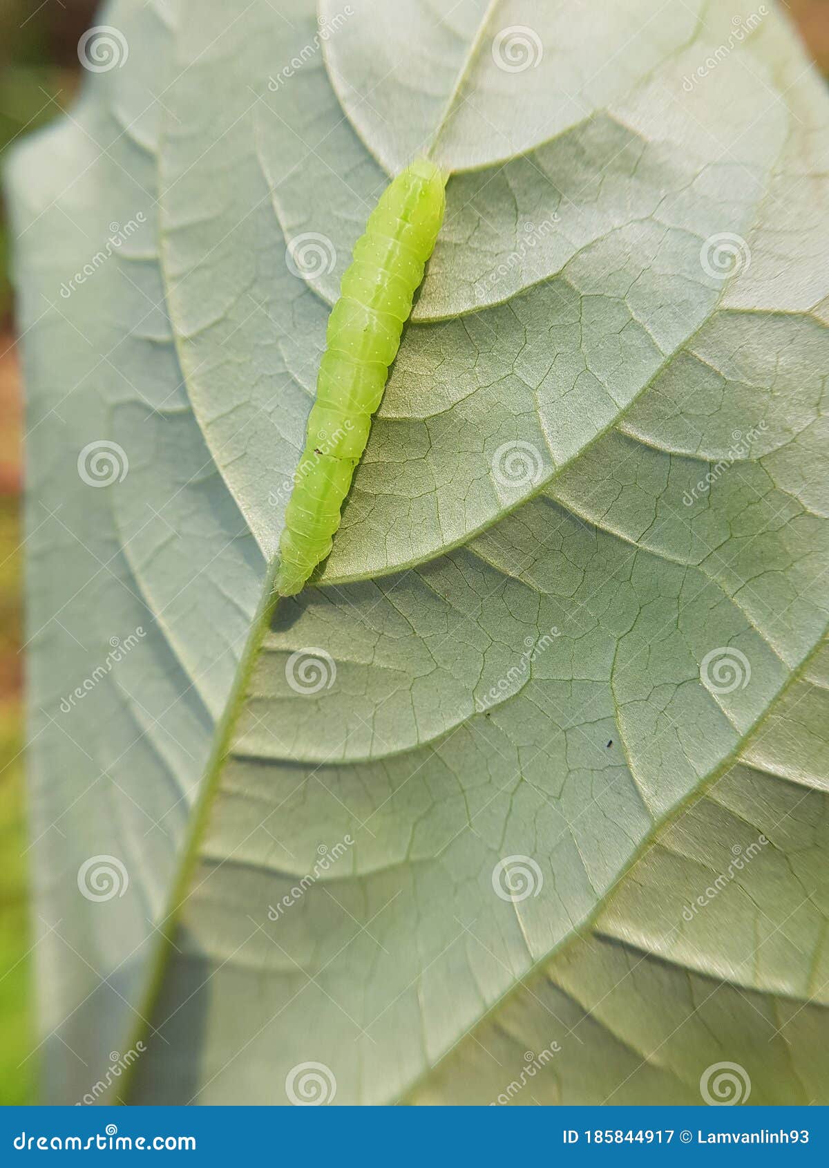 larvae soybean looper damage on black bean in viet nam