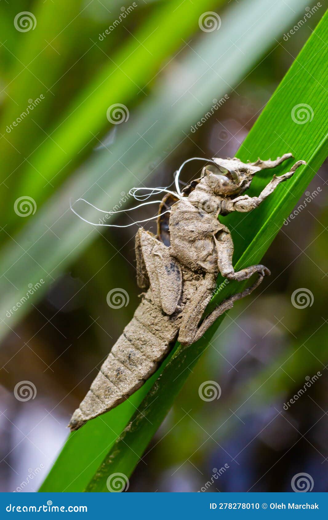 larval dragonfly grey shell. nymphal exuvia of gomphus vulgatissimus. white filaments hanging out of exuvia are linings of