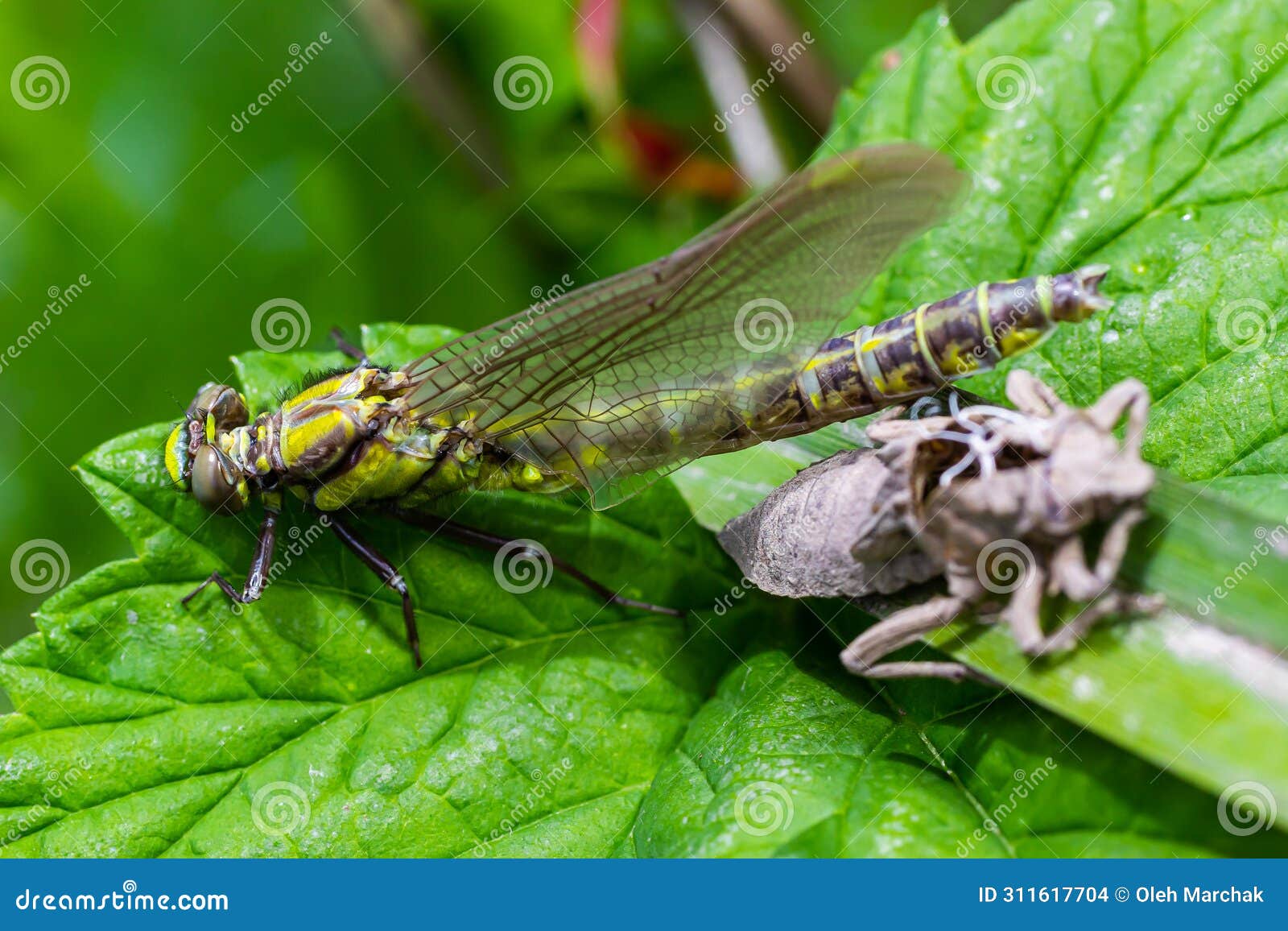 larval dragonfly grey shell. nymphal exuvia of gomphus vulgatissimus. white filaments hanging out of exuvia are linings of