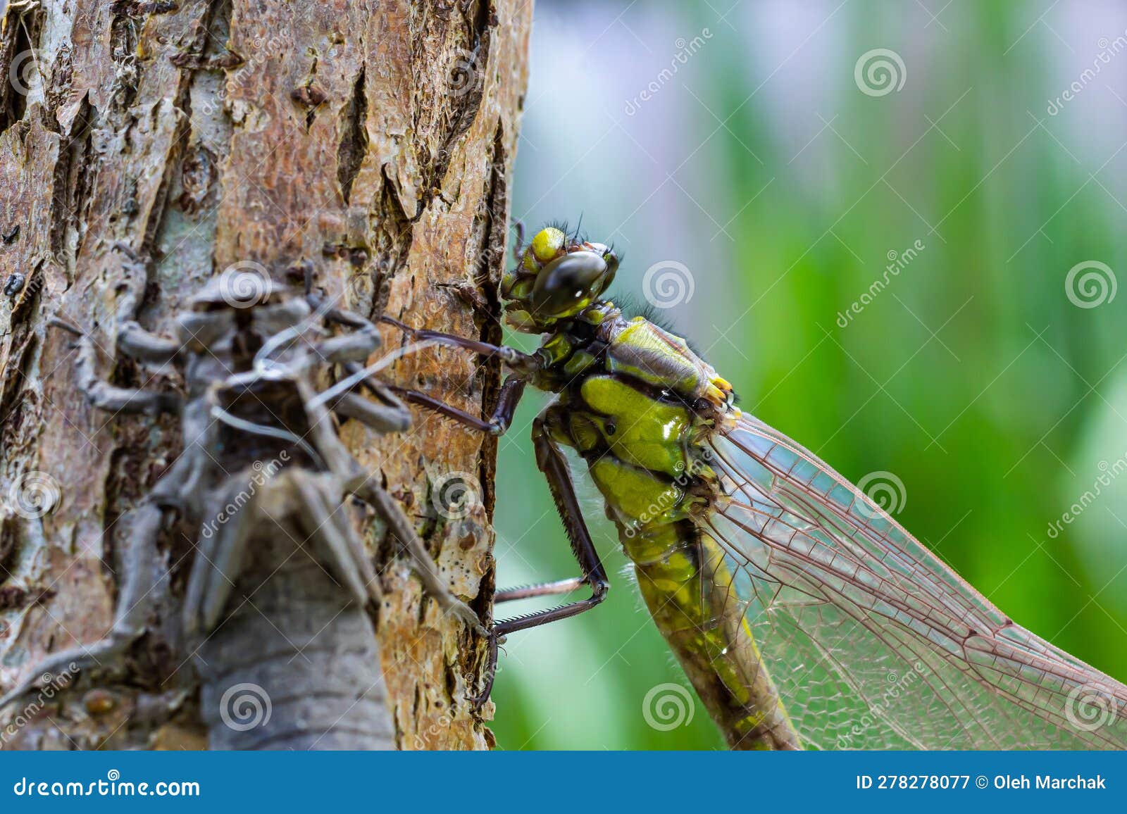 larval dragonfly grey shell. nymphal exuvia of gomphus vulgatissimus. white filaments hanging out of exuvia are linings of