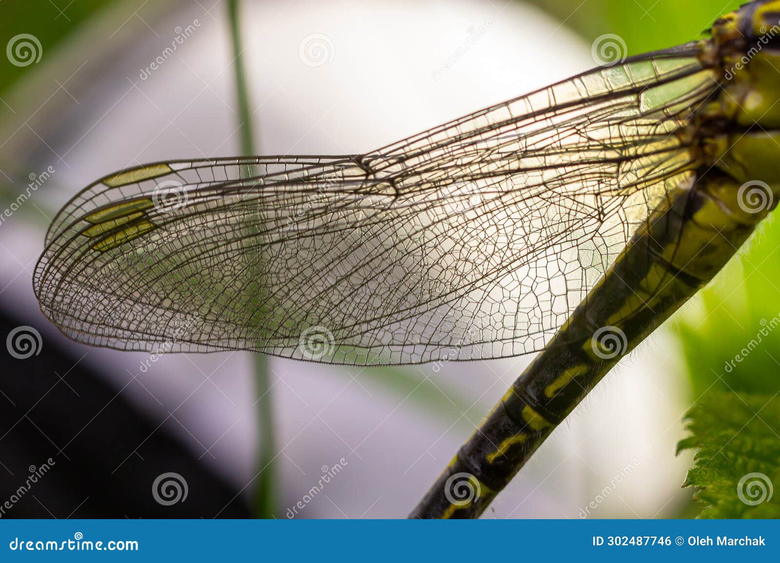 larval dragonfly grey shell. nymphal exuvia of gomphus vulgatissimus. white filaments hanging out of exuvia are linings of