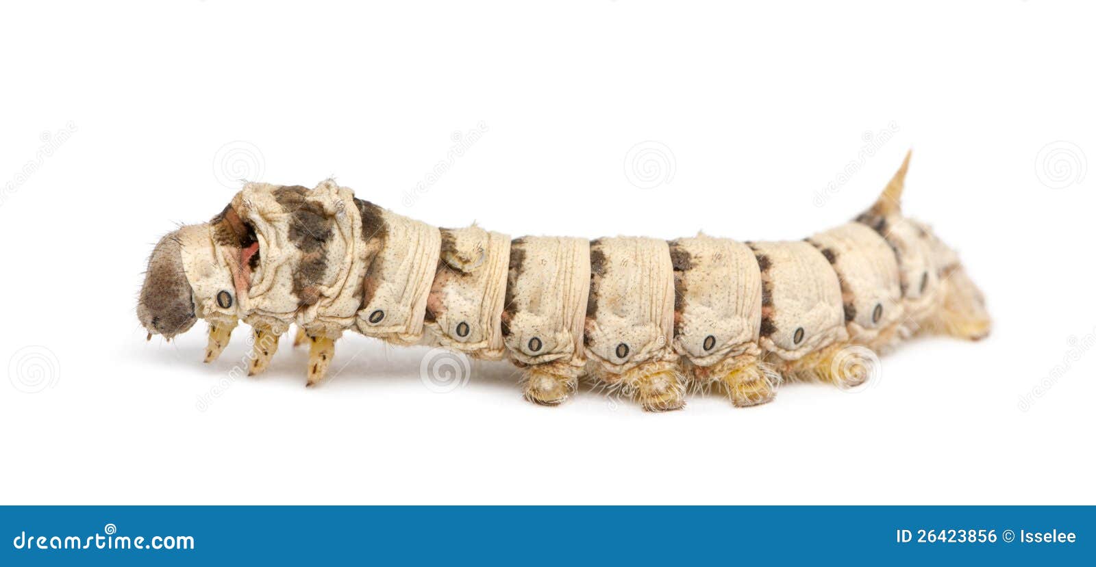 Larvas Do Bicho-da-seda, Mori Do Bombyx Foto de Stock - Imagem de ...