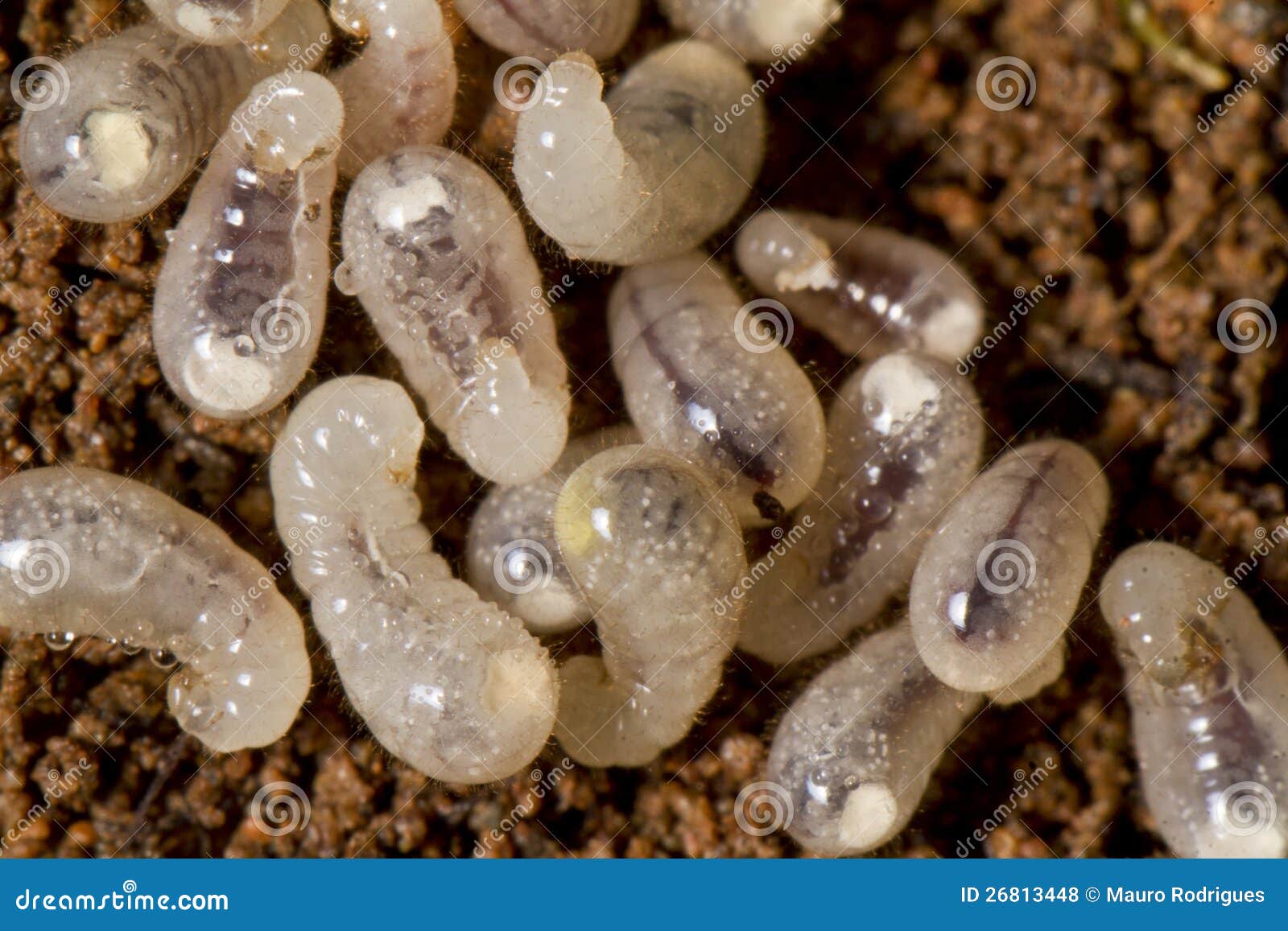 Larve De Fourmi De Bebe Photo Stock Image Du Larve Sauvage Larve De Fourmi De Bebe Photo Stock Image Du Larve Sauvage