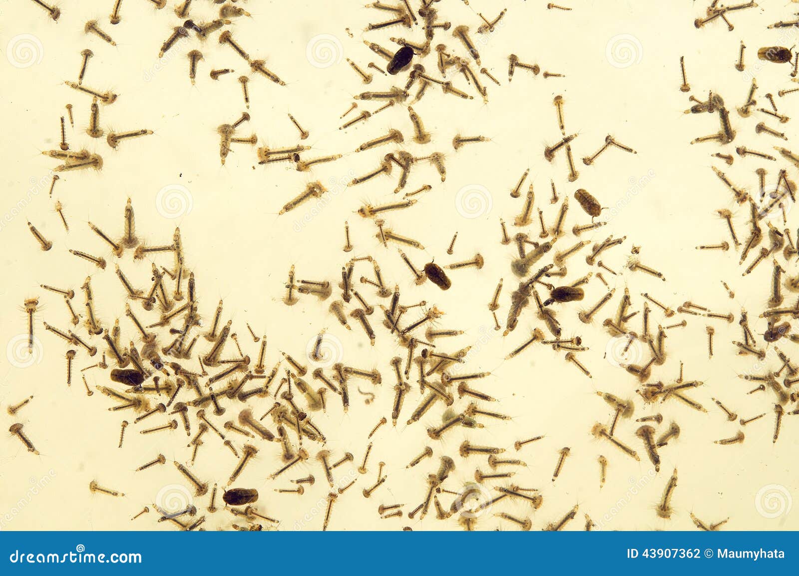 Sera Larve Di Zanzara Rossa: 250ml (20g) - Cibo Per Pesci D'acquario, Gustoso E Nutriente! - Foto 8