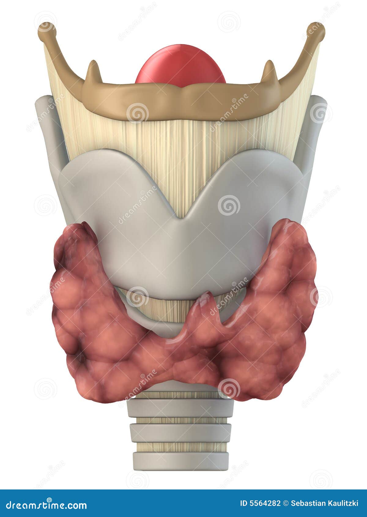 larynx anatomy