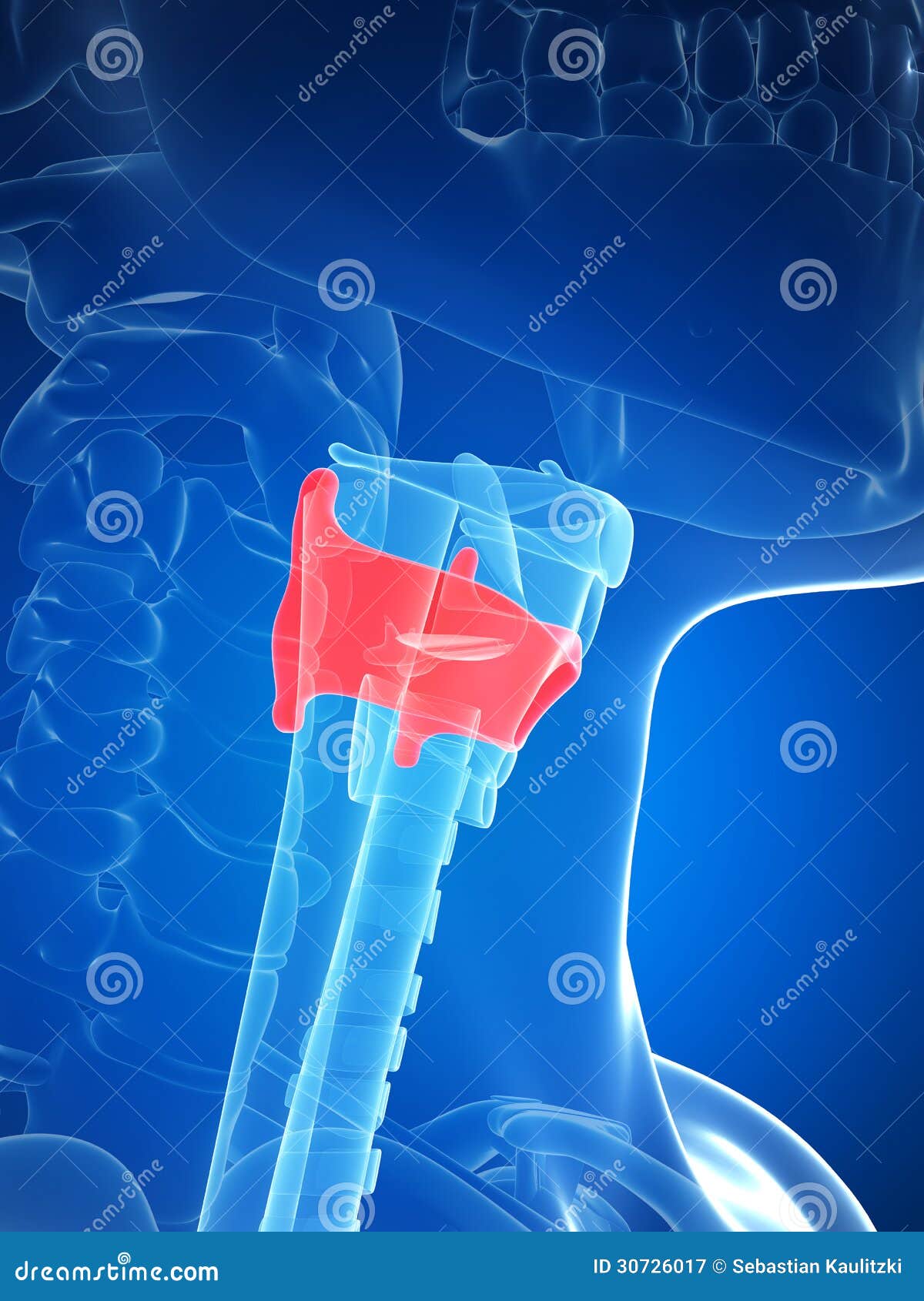 larynx anatomy - thyroid cartilage