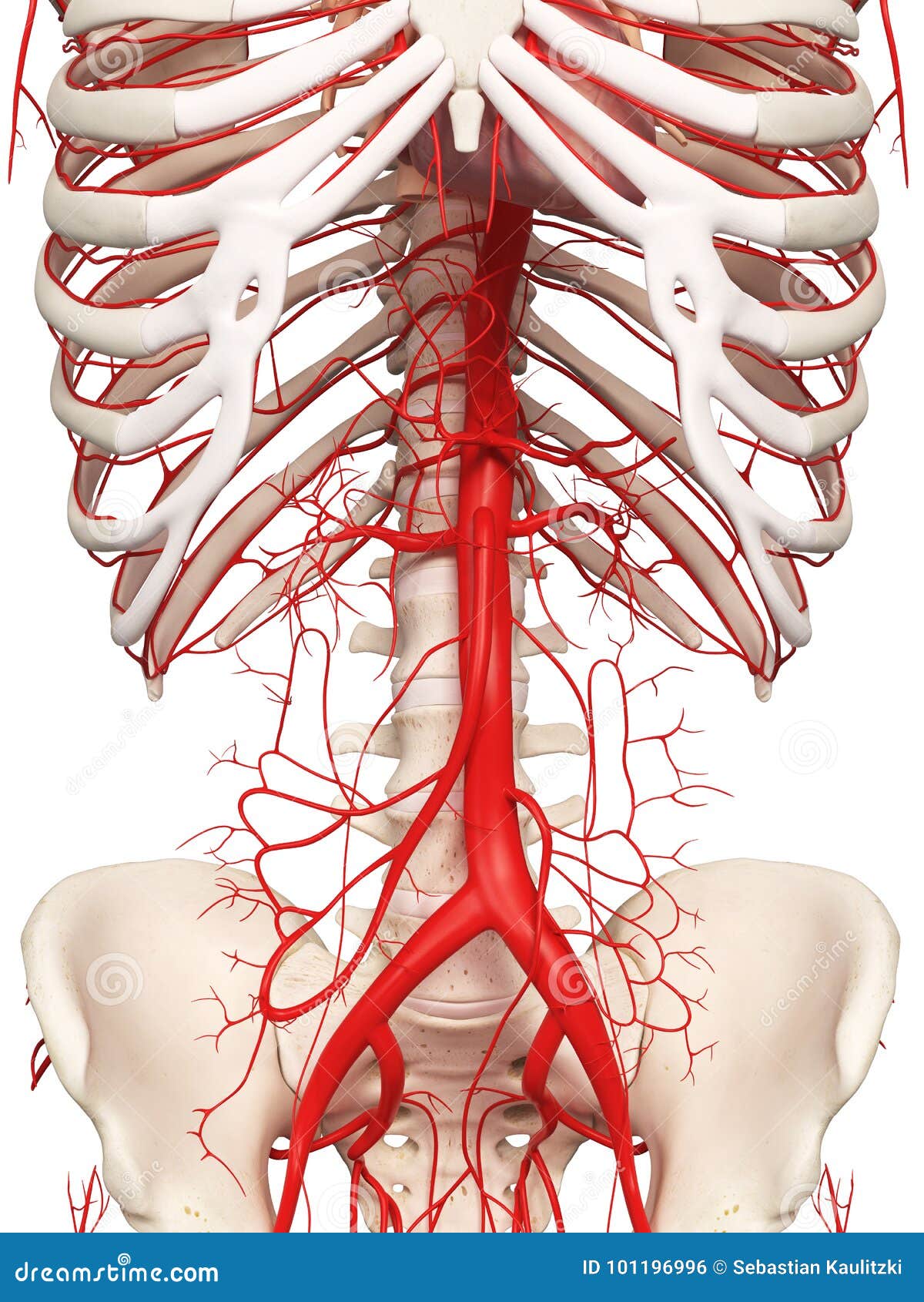 Las arterias abdominales stock de ilustración. Ilustración de