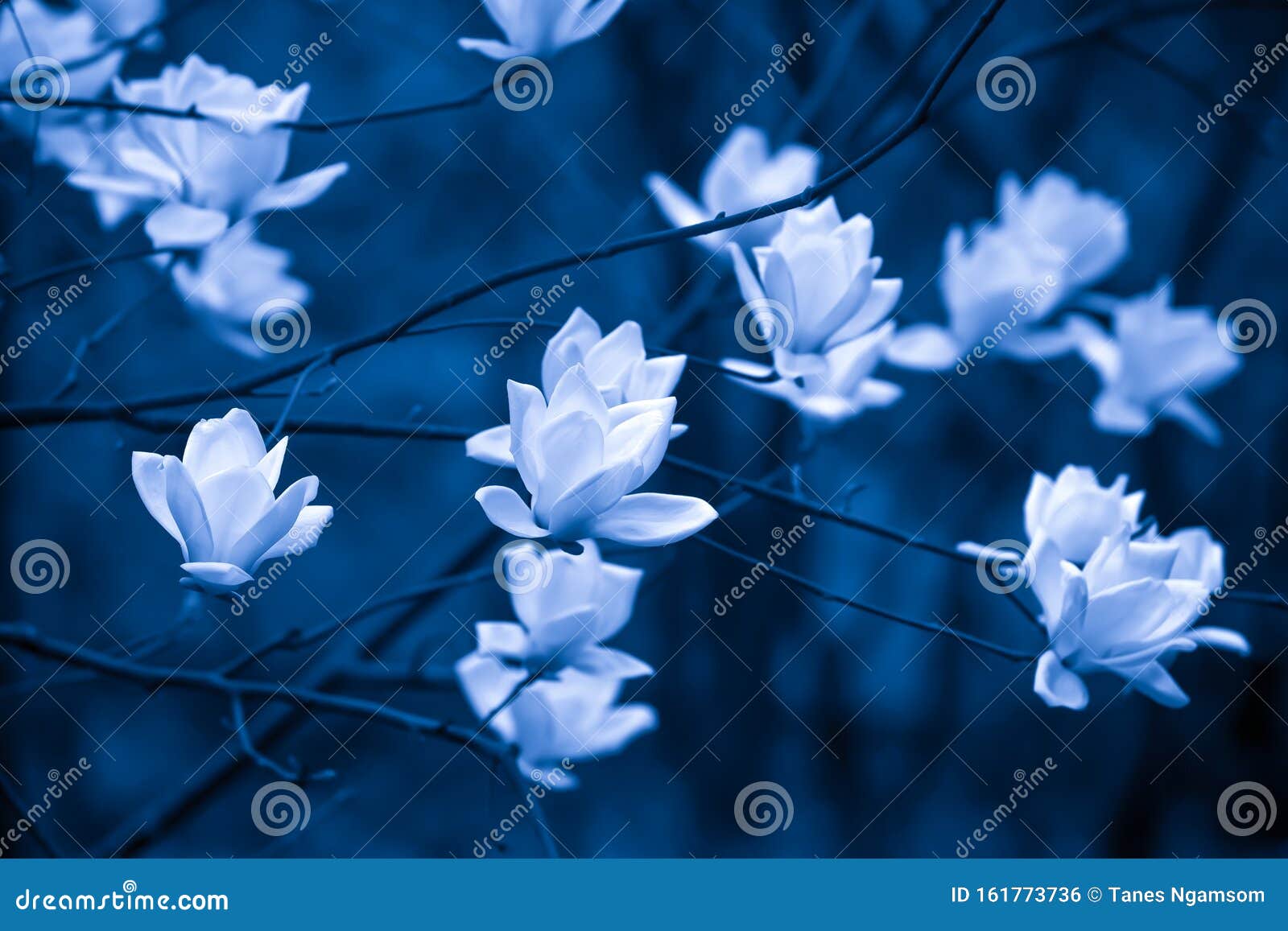Las Elegantes Flores Blancas De Magnolia Están En Flor Foto de archivo - Imagen de negro, moonlight: 161773736 Las Elegantes Flores Blancas De Magnolia Están En Flor Foto de archivo - Imagen de negro, moonlight: 161773736