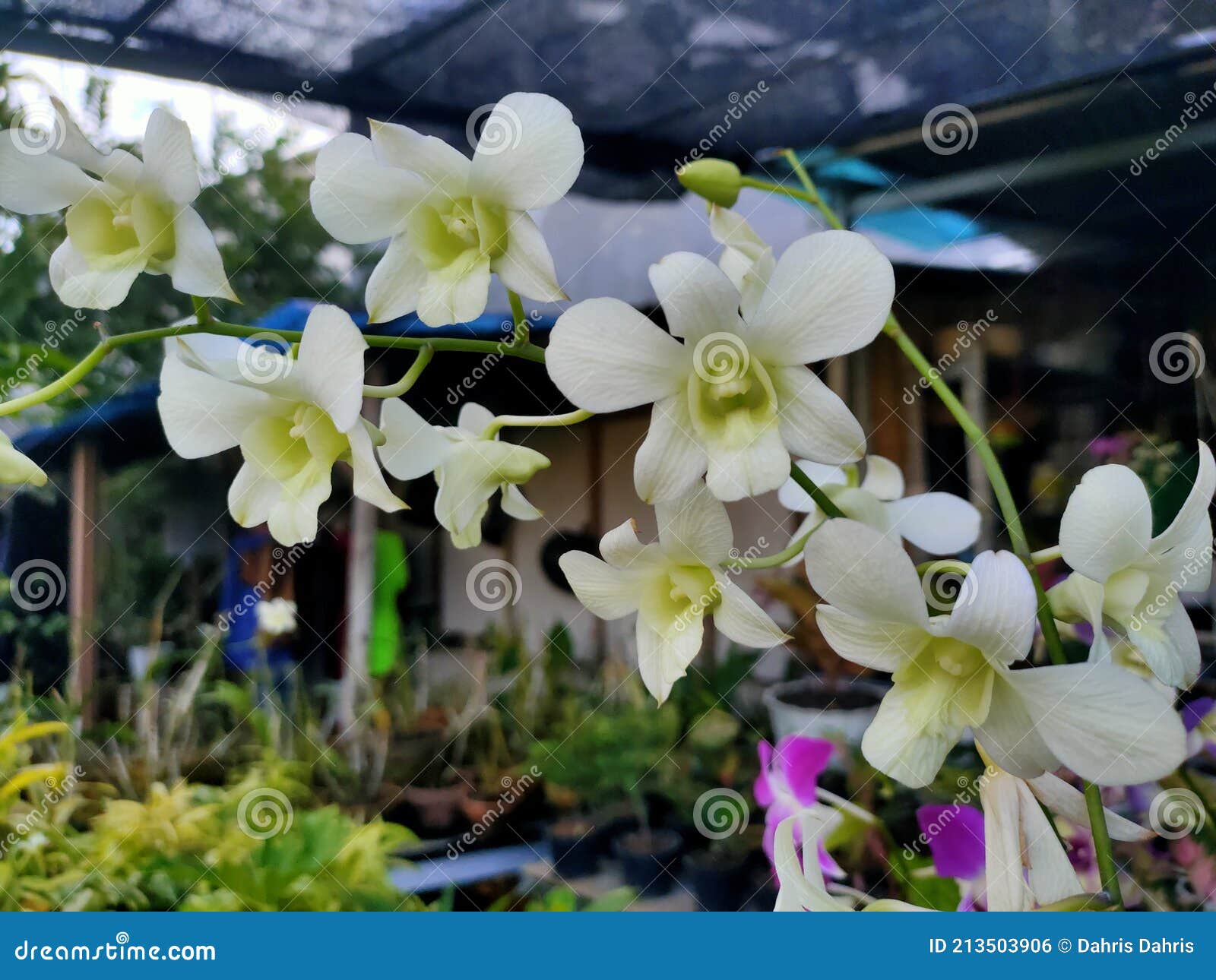 Las Encantadoras Flores Blancas De Orquídea Del Jardín Foto de archivo -  Imagen de blanco, problemas: 213503906