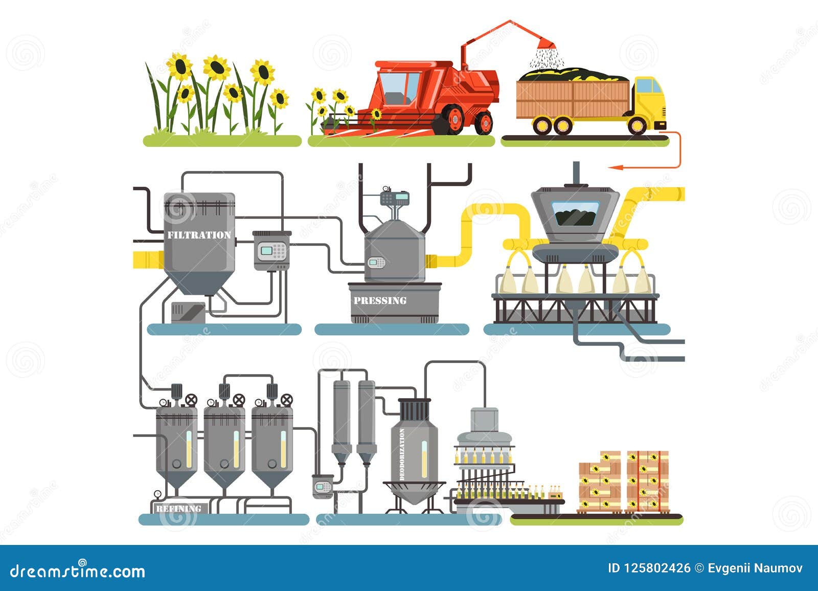 Las Etapas Del Proceso De La Producción Petrolífera De Girasol, Cosechando  Los Girasoles Y Embalar De Productos Finales Vector Ej Ilustración del  Vector - Ilustración de campo, cielo: 125802426