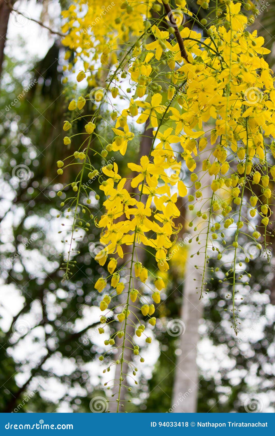 Las Flores Amarillas Brillantes De La Casia FistulaGolden El árbol De La  Ducha En La Floración Foto de archivo - Imagen de amarillo, tailandia:  94033418