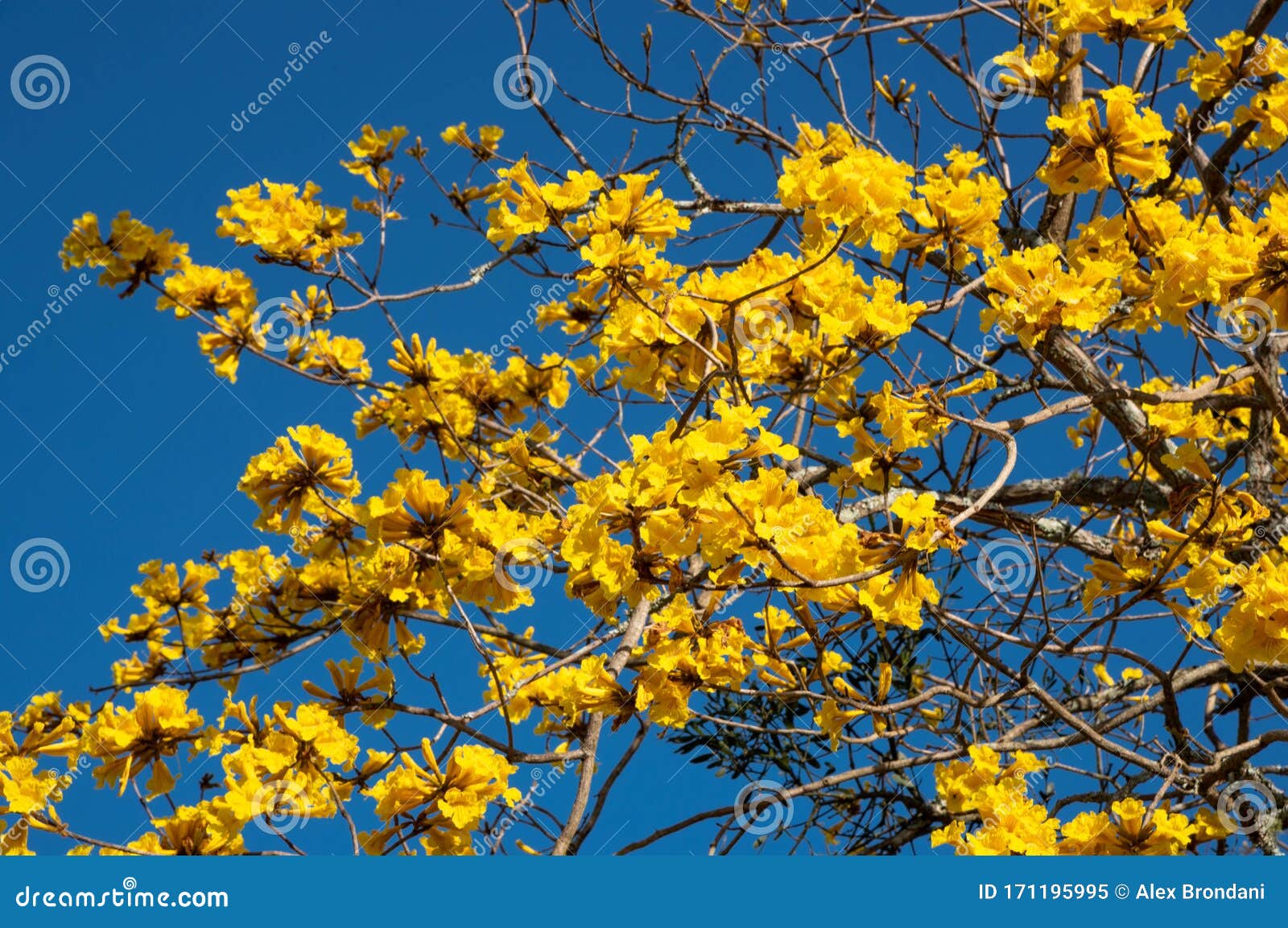 Las Flores Amarillas Del árbol Tabebuia Ipê En La Temporada De Primavera 03  Imagen de archivo - Imagen de asoleado, cielo: 171195995