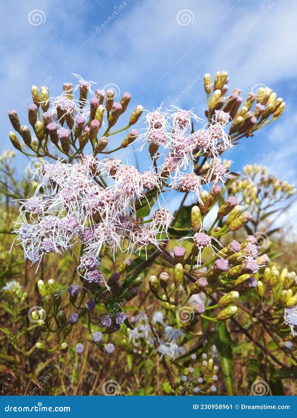 las flores bellas de la naturaleza