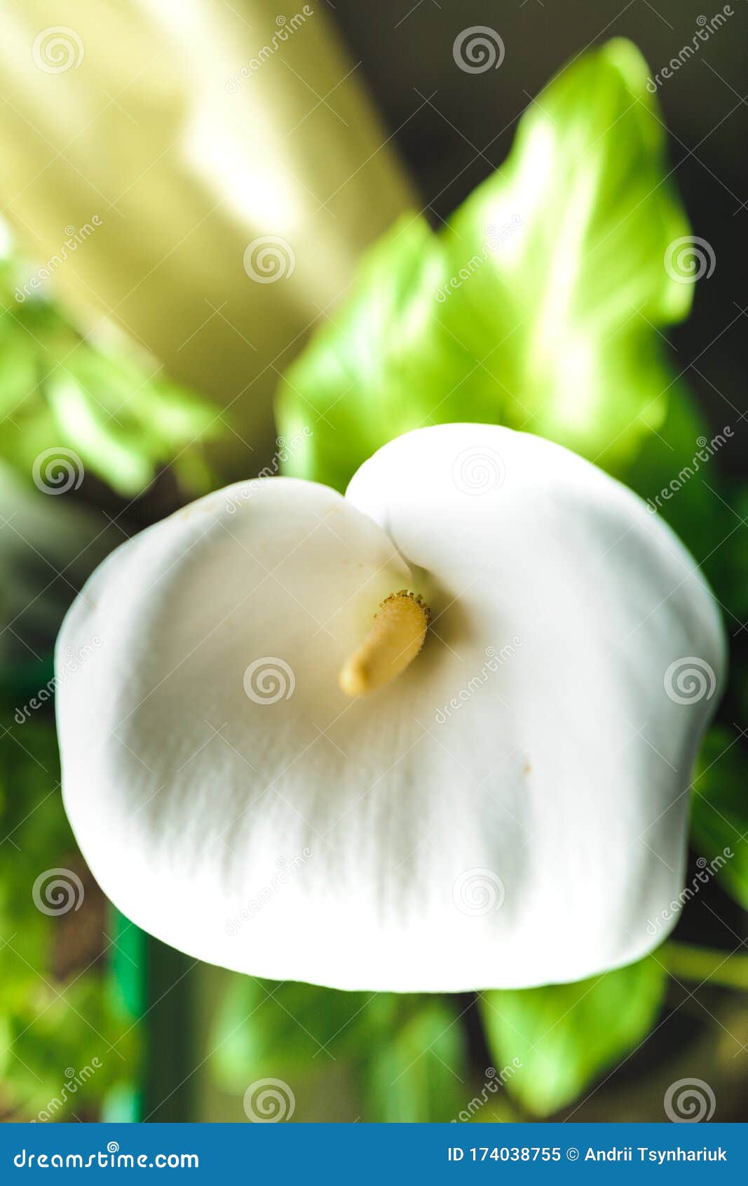 Las Flores Blancas De Las Calas Cierran La Maceta En La Casa Imagen de  archivo - Imagen de curva, aroma: 174038755
