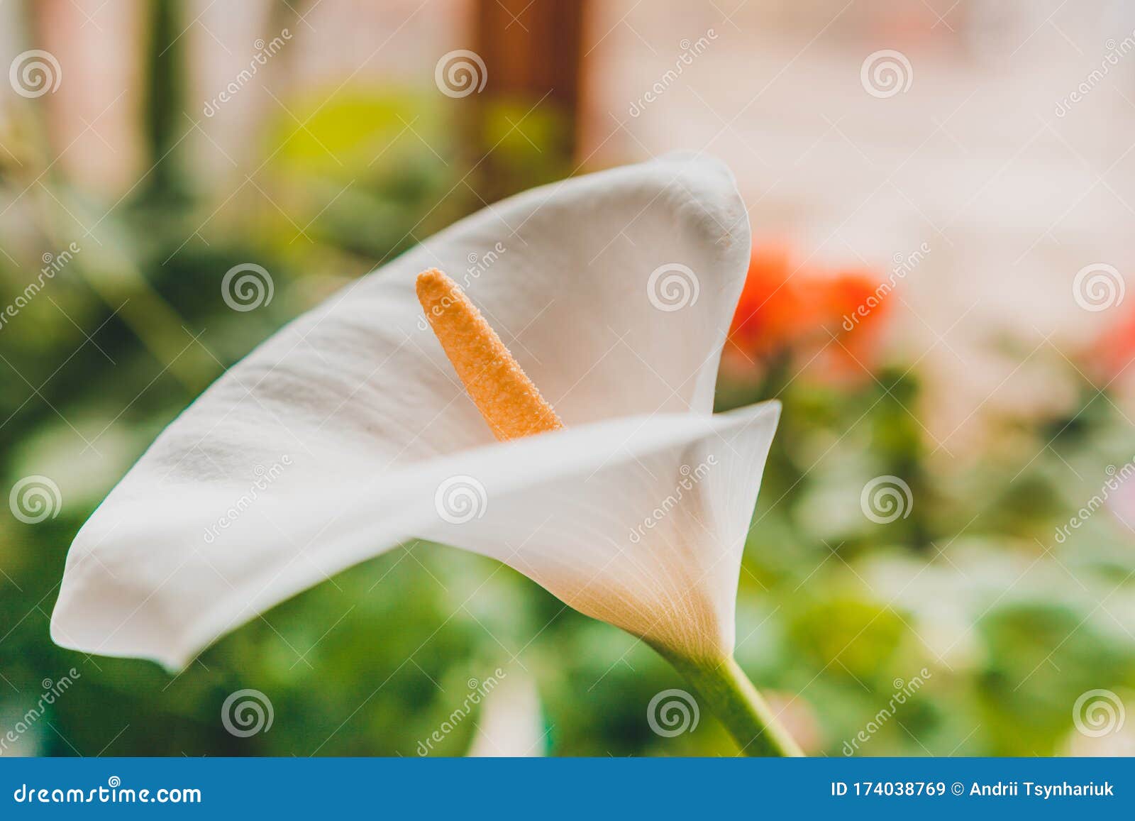 Las Flores Blancas De Las Calas Cierran La Maceta En La Casa Imagen de  archivo - Imagen de cubo, grande: 174038769