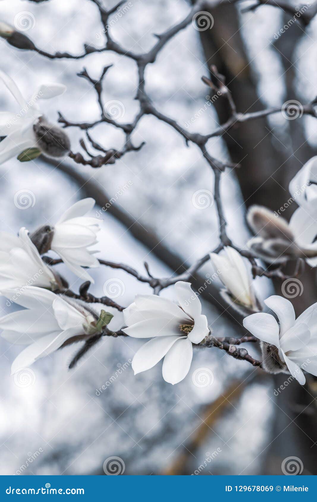 Las Flores Blancas Hermosas De La Magnolia Florecen En árbol De La Magnolia  En El Jardín, Invierno De La Primavera Imagen de archivo - Imagen de  estacional, fondo: 129678069