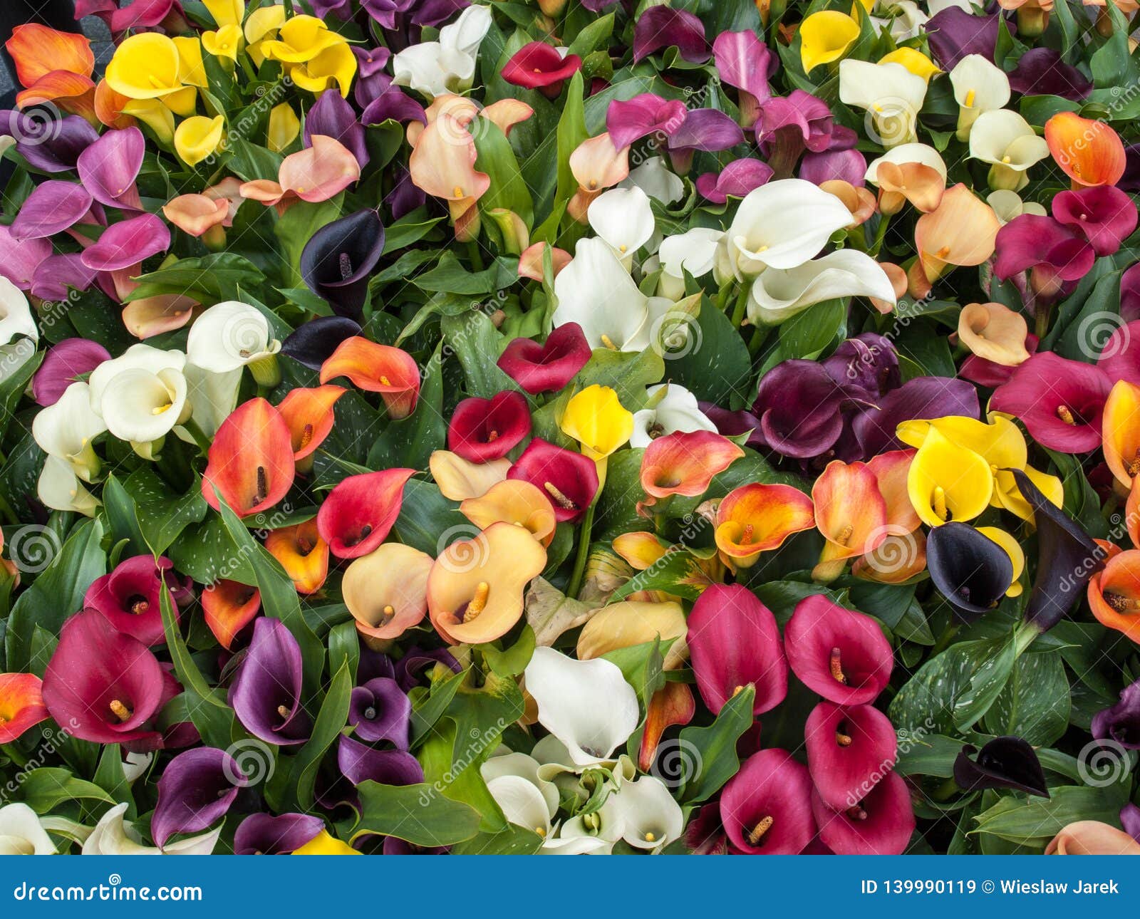 Las Flores Coloridas Del Zantedeschia De La Cala Están Floreciendo En La  Primavera Imagen de archivo - Imagen de verde, belleza: 139990119
