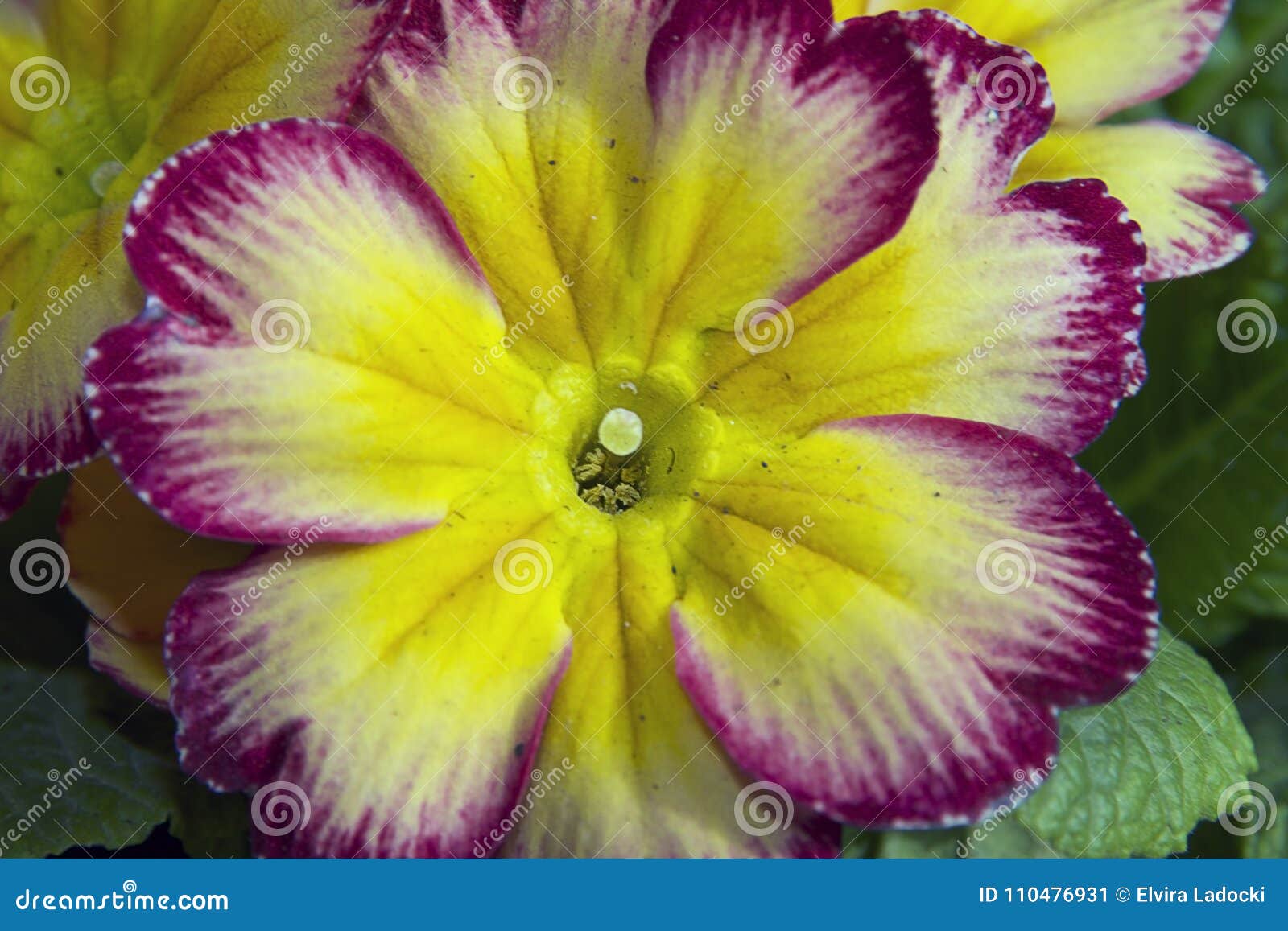 Las Flores Coloridas Muy Bonitas De La Primavera Se Cierran Para Arriba  Imagen de archivo - Imagen de dulce, flores: 110476931