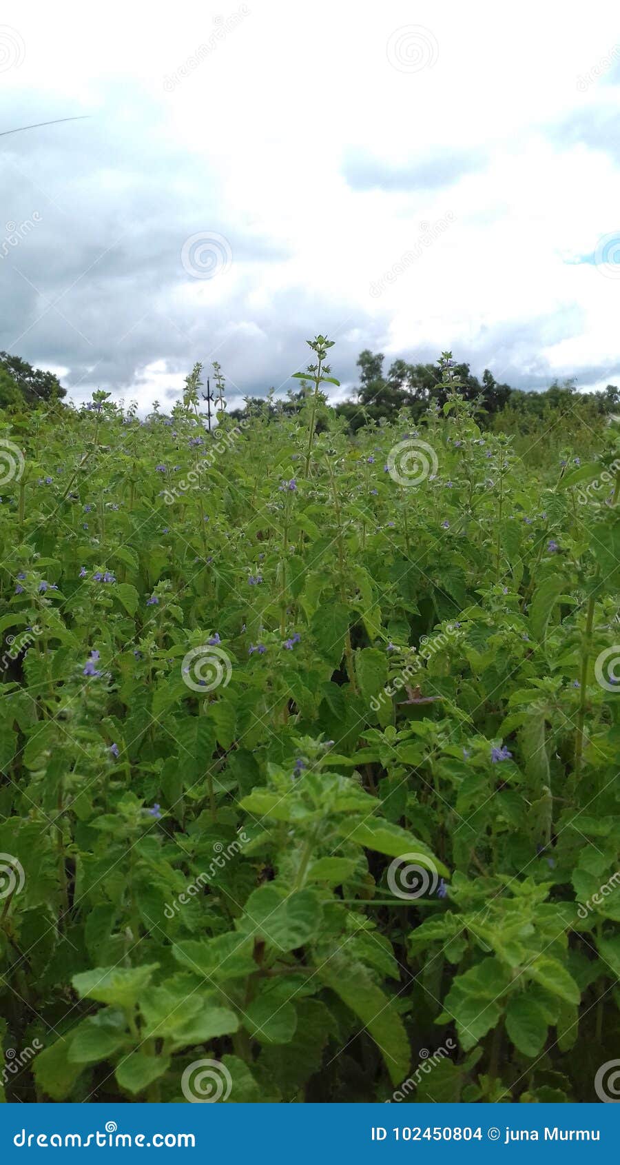 Las flores crecen al aire libre en la caída en un día soleado