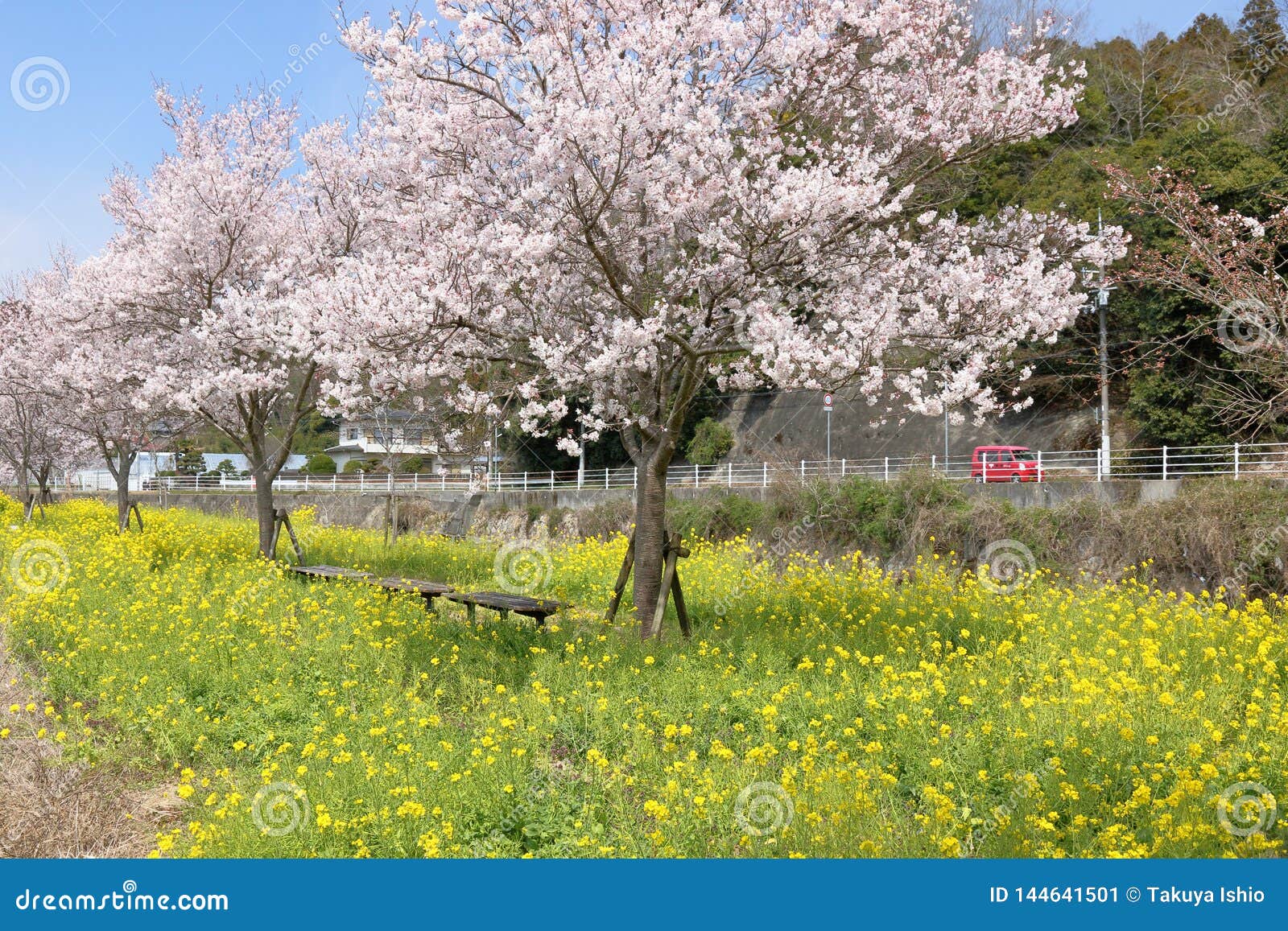 Las Flores De Cerezo En La Orilla Del Río Imagen de archivo - Imagen de flor,  fondo: 144641501