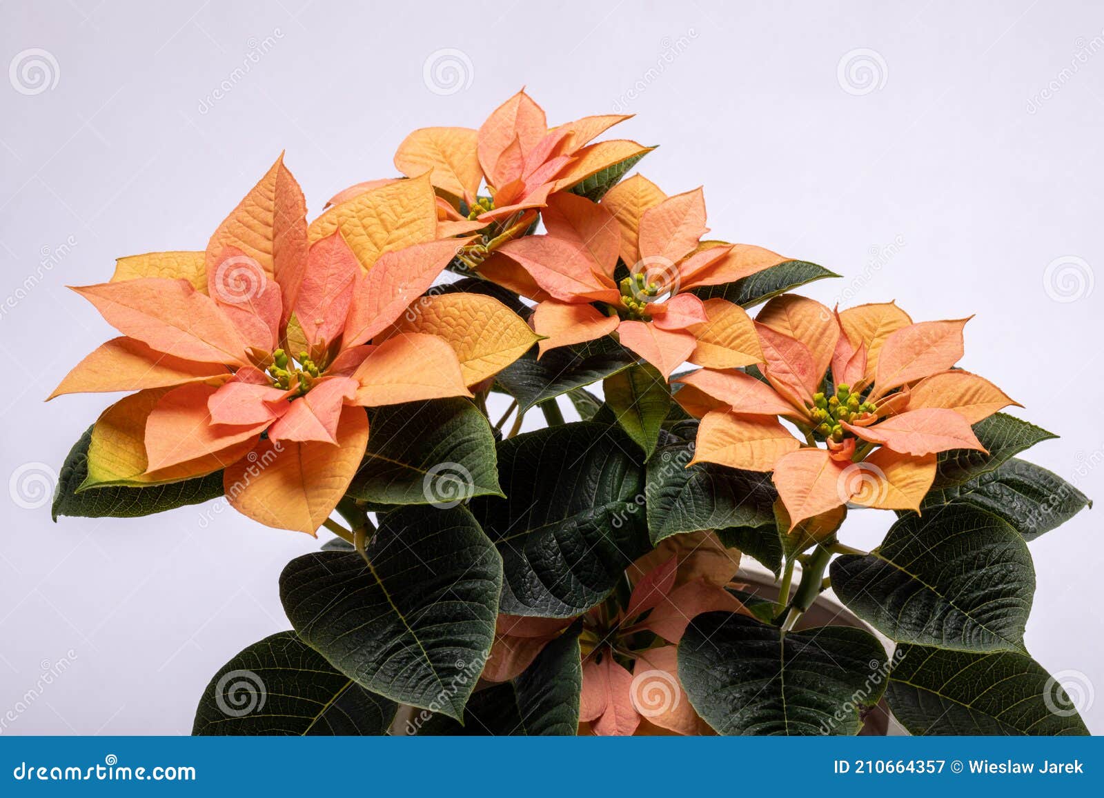 Las Flores De Nochebuena Naranja. Imagen de archivo - Imagen de flor,  decorativo: 210664357
