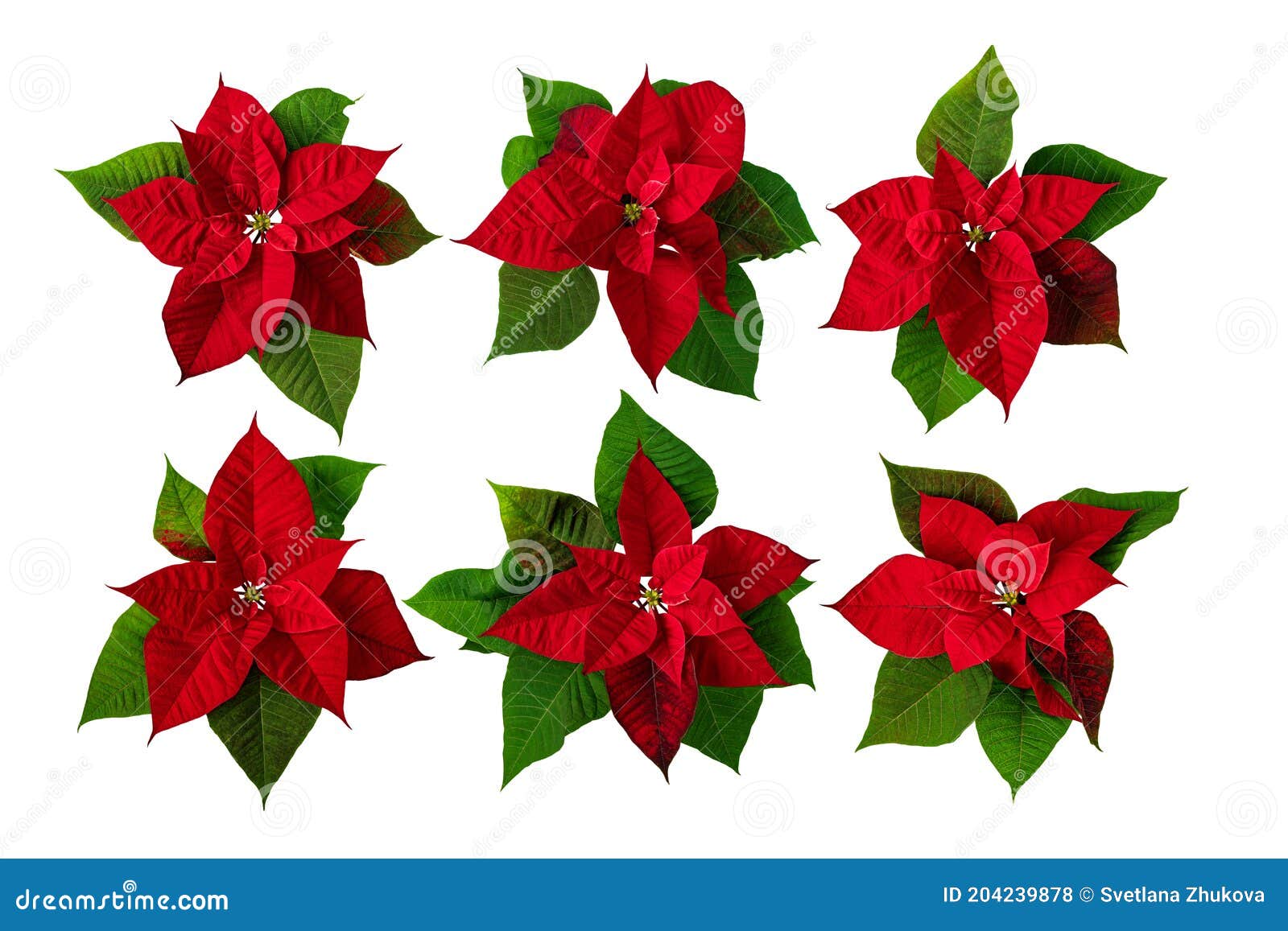 Las Flores De Nochebuena De Poinsetia Ejido-pasa Fijados En Blanco Foto de  archivo - Imagen de rojo, navidad: 204239878