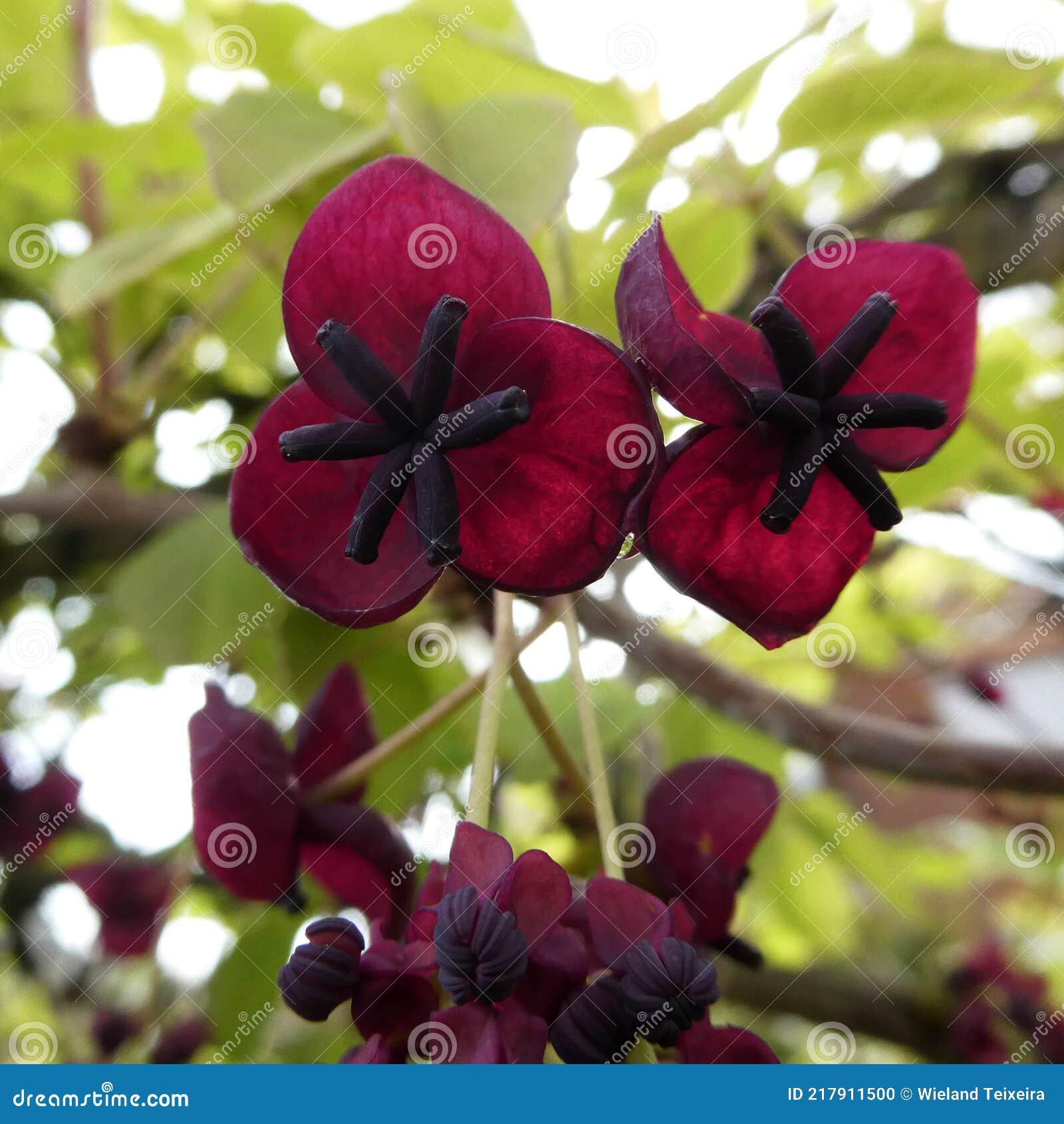 Las Flores De Vid De Chocolate Tienen Un Color Muy Especial Entre El Rojo  Vino Oscuro Y El Púrpura. Foto de archivo - Imagen de floral, hembra:  217911500