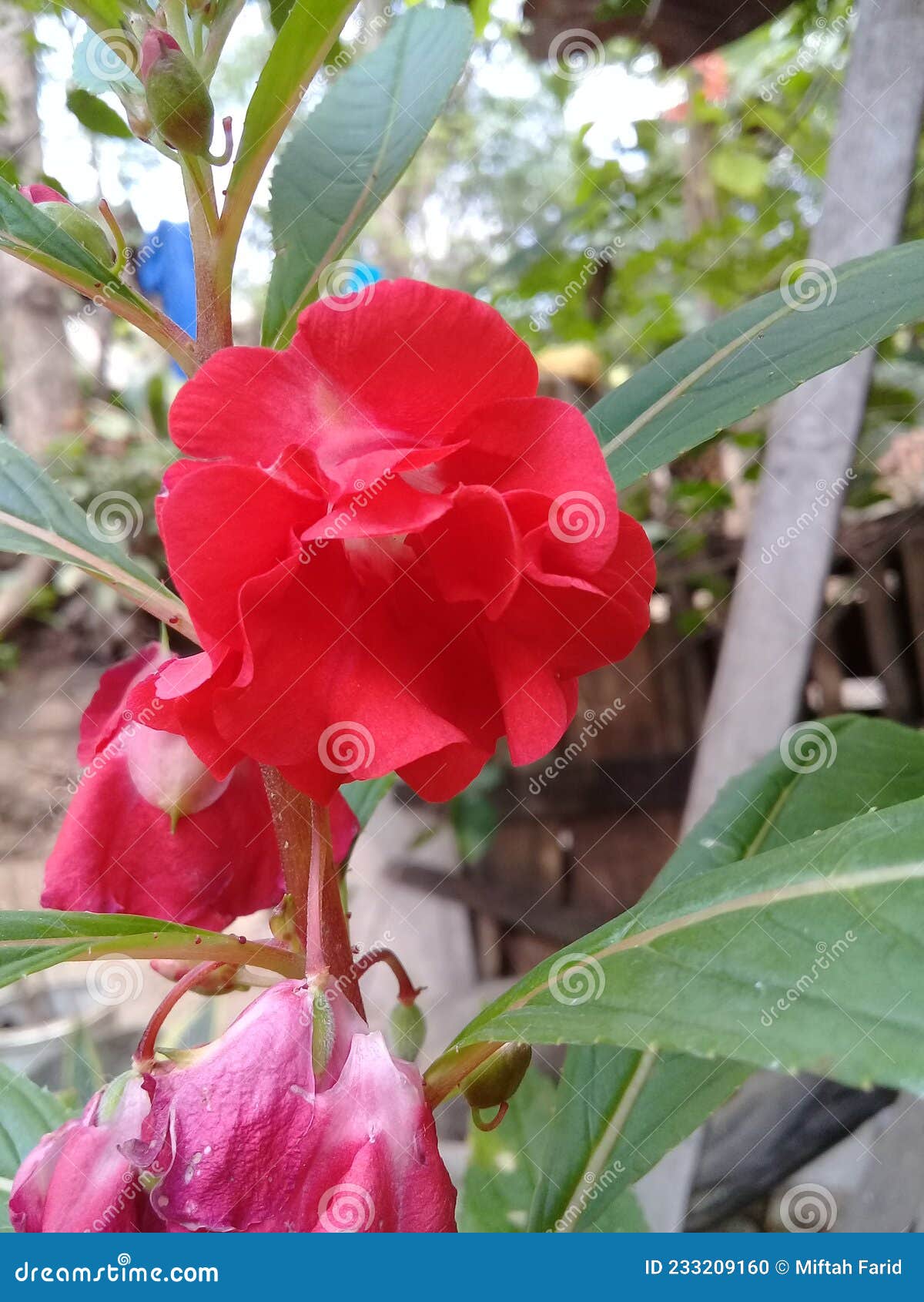 Las Flores Impatiens Balsamina Son Rojas Foto de archivo - Imagen de  producto, flores: 233209160