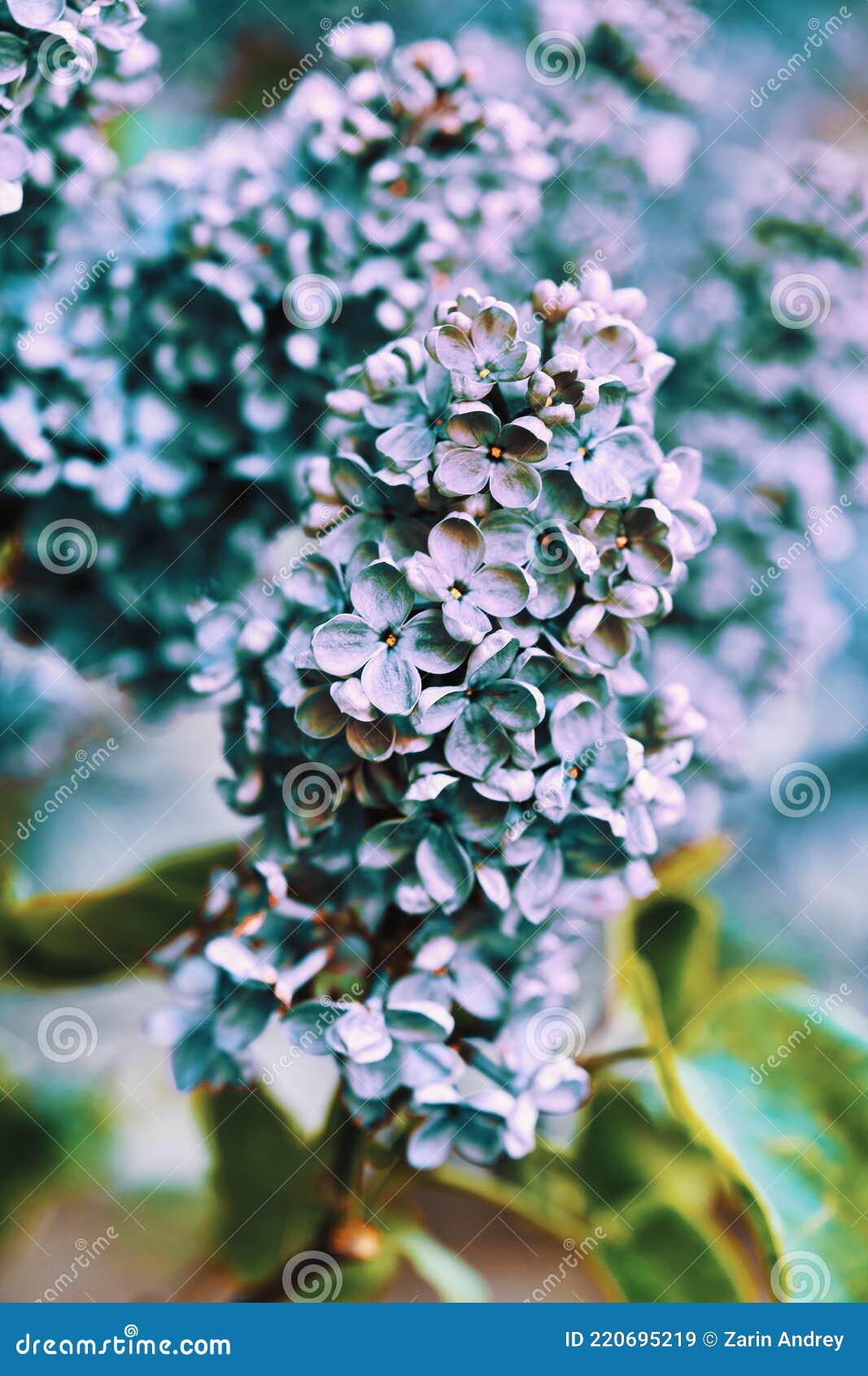 Las Flores Lilas Brillantes Hermosas Cierran En Una Mañana Soleada De  Primavera Imagen de archivo - Imagen de azul, colorido: 220695219