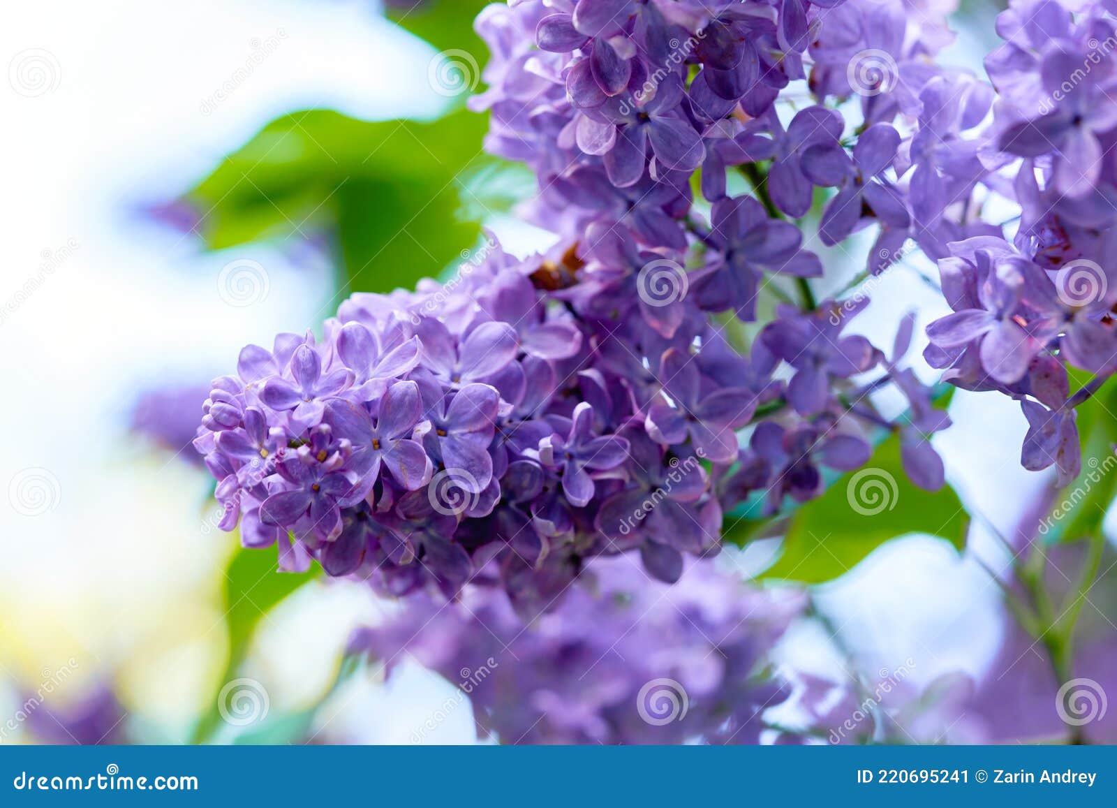 Las Flores Lilas Brillantes Hermosas Cierran En Una Mañana Soleada De  Primavera Imagen de archivo - Imagen de regalo, travieso: 220695241