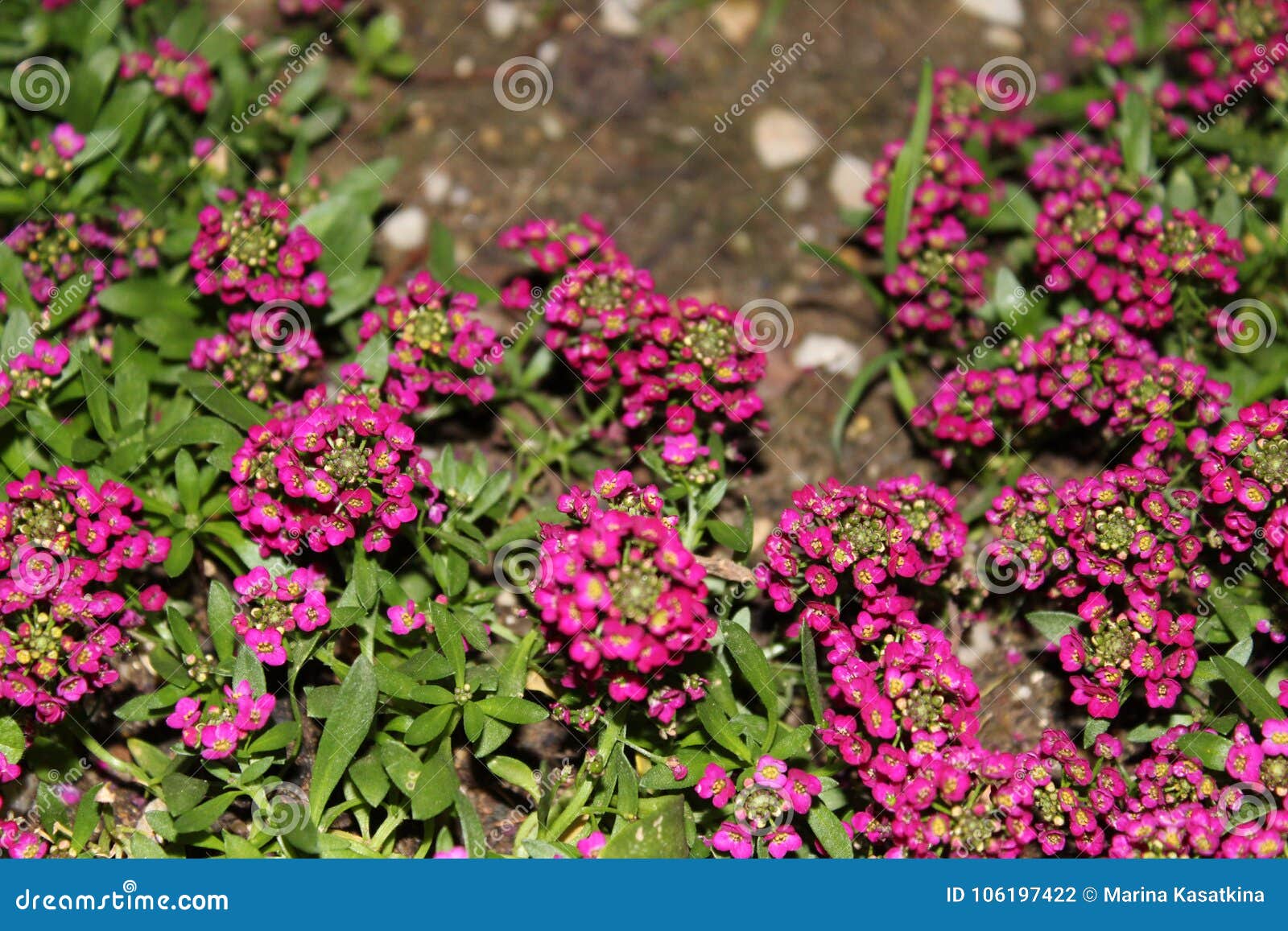 Las flores más pequeñas foto de archivo. Imagen de hierba - 106197422