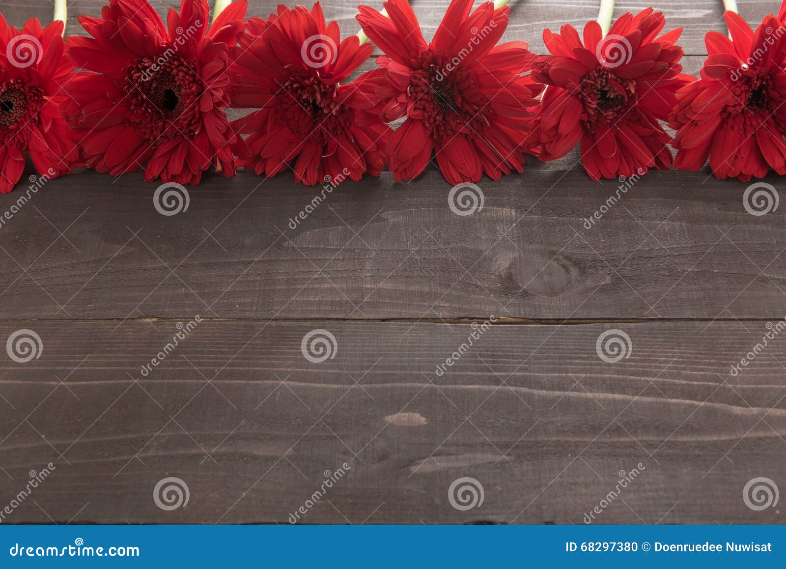 Las flores rojas del gerbera están en el fondo de madera