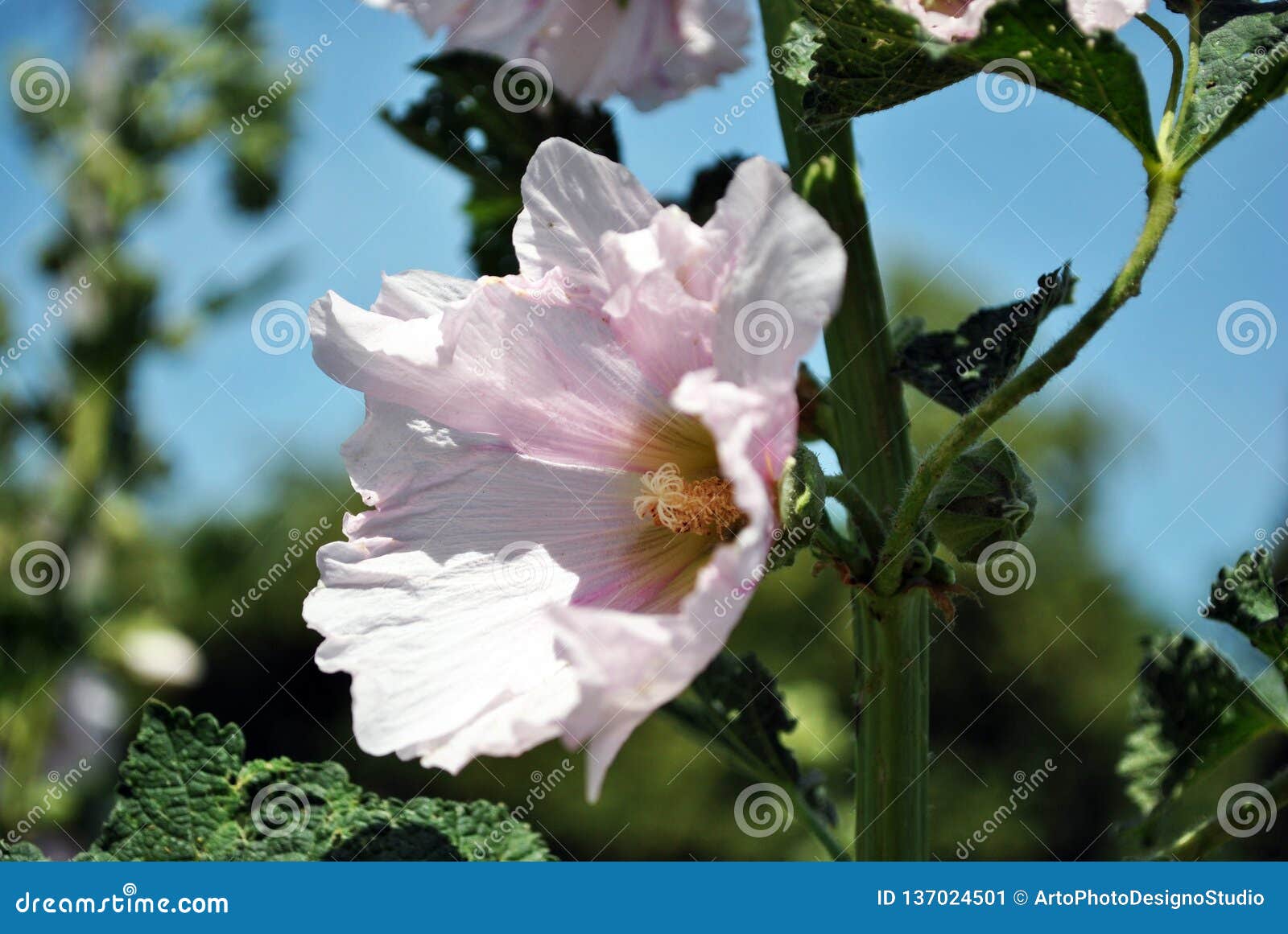 Las flores rosadas en colores pastel y las hojas suaves de la malva en tronco, se cierran encima del detalle, de árboles borrosos suaves y de fondo del cielo azul