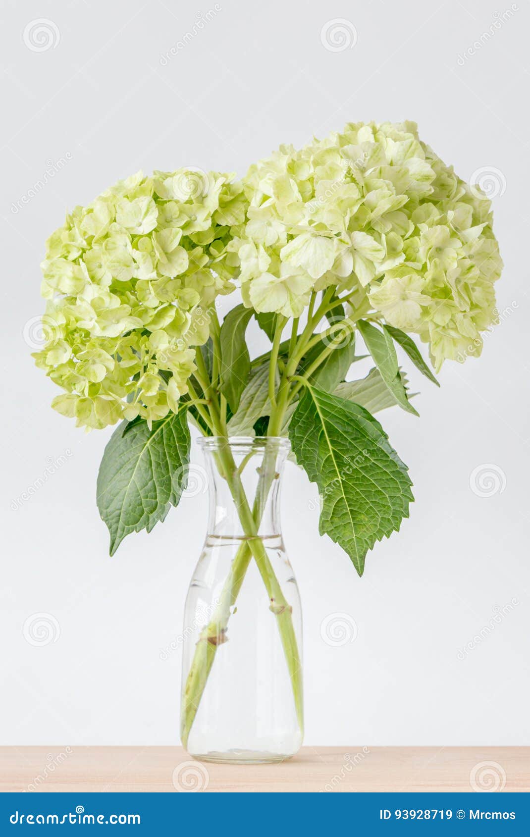 Las Flores Verdes Hermosas De La Hortensia Adornadas En Lugar Del Florero  Encendido Cortejan Imagen de archivo - Imagen de verano, casero: 93928719