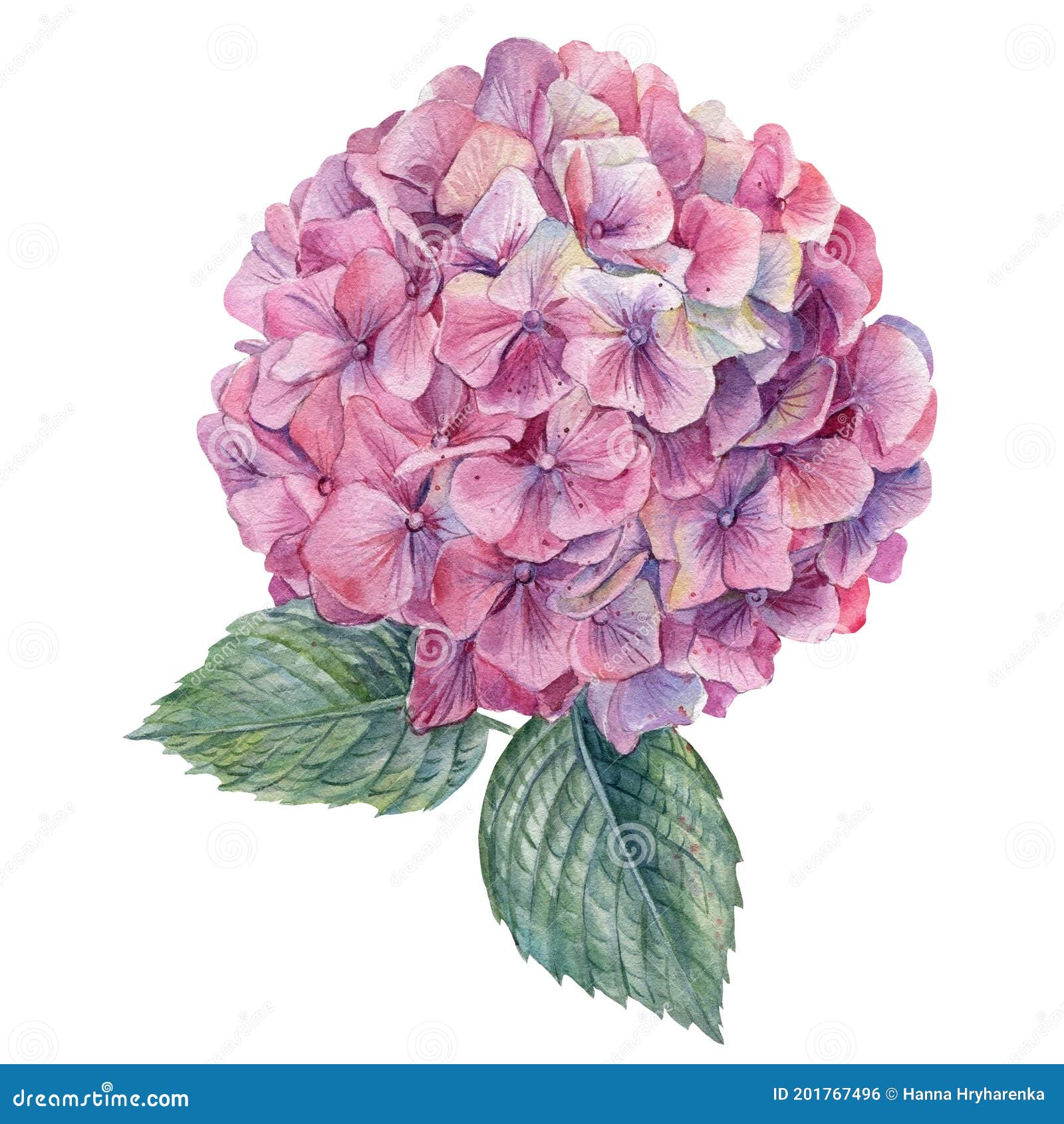 Las Hermosas Flores Hortensias Pican En El Dibujo Botánico De La Mano Del  Ejemplo De Acuarela Blanca Del Fondo Stock de ilustración - Ilustración de  floral, textura: 201767496