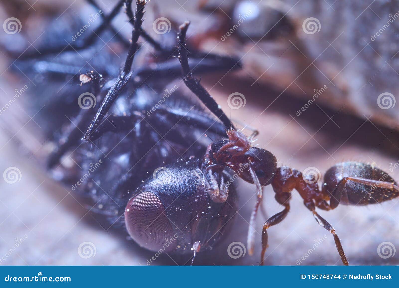 Las Hormigas Atacan Una Mosca E Intentan Ponerla En El Hormiguero Foto de  archivo - Imagen de encadenamiento, puesto: 150748744