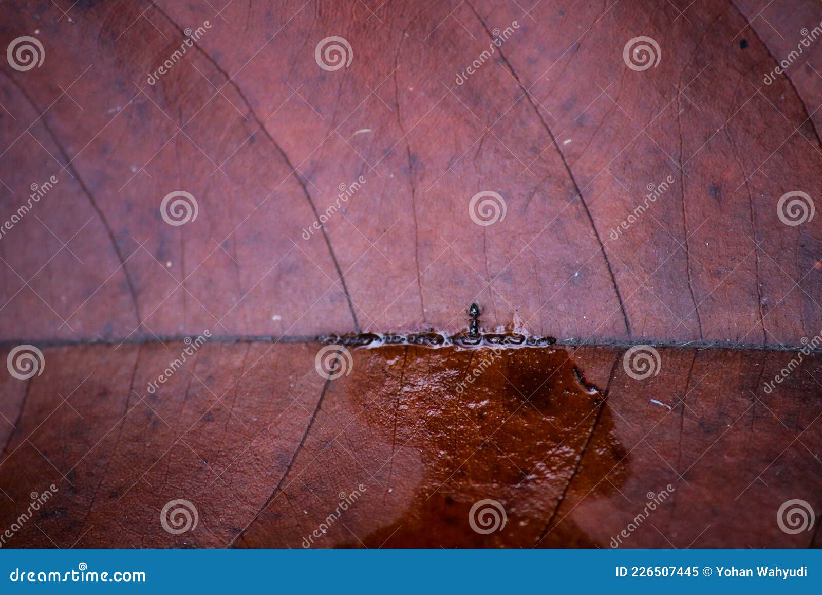 Las Hormigas Beben Agua De Hojas Secas Imagen de archivo Imagen de