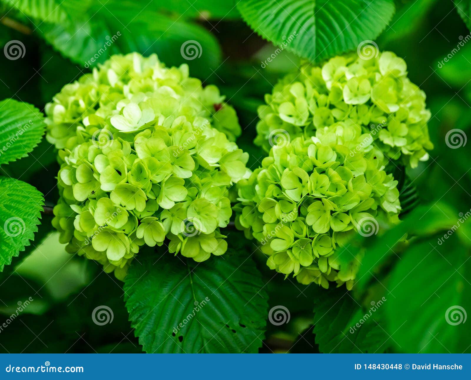 Las Hortensias Verdes Florecen En Primavera Foto de archivo - Imagen de horticultura, alimento: 148430448 Las Hortensias Verdes Florecen En Primavera Foto de archivo - Imagen de horticultura, alimento: 148430448