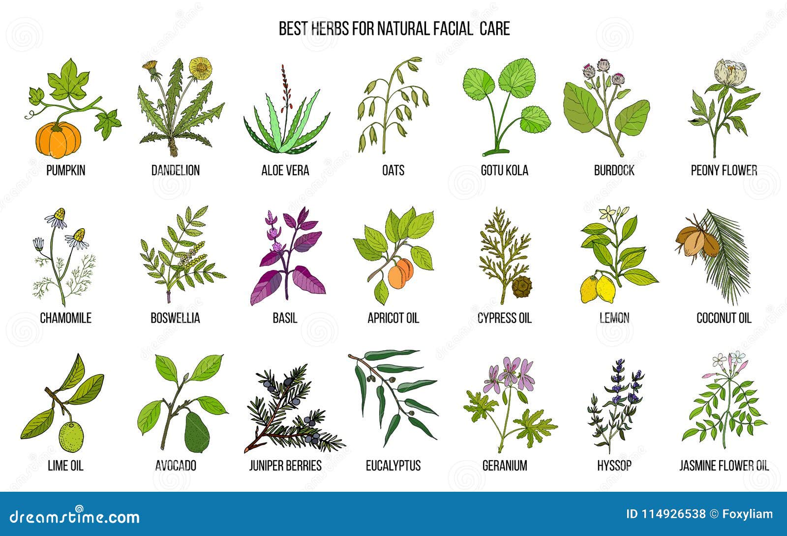 Las mejores hierbas medicinales para el cuidado facial natural