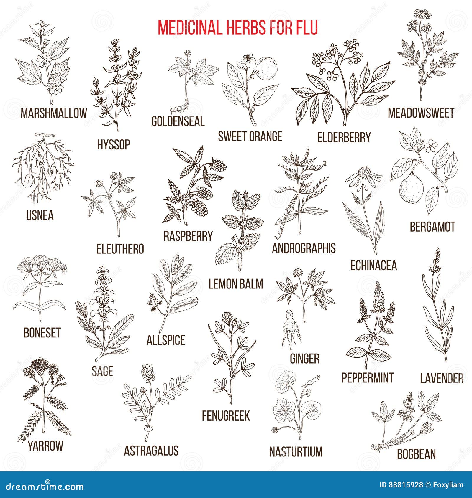Lista 95+ Foto Las 10 Plantas Medicinales Para Curar La Eyaculación ...