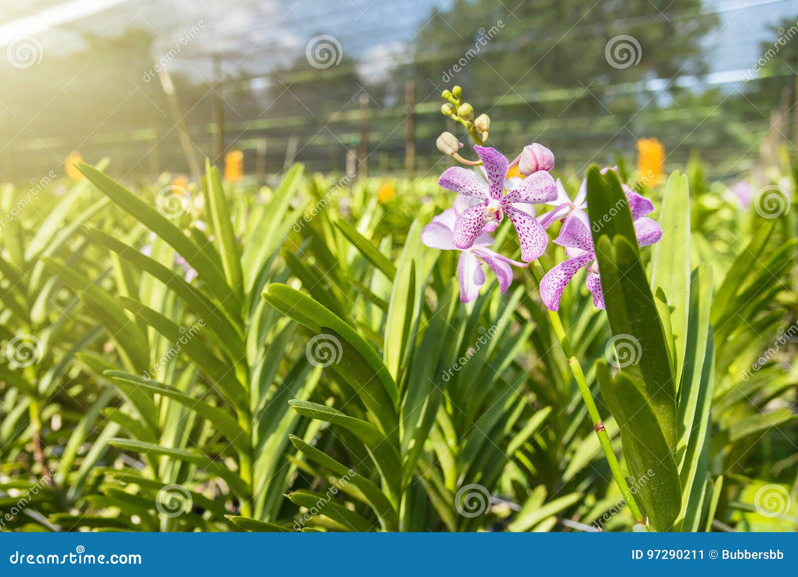 Las Orquídeas Hermosas En Granja Con Control De La Luz Del Sol En El  Soleado Imagen de archivo - Imagen de hierba, frescura: 97290211