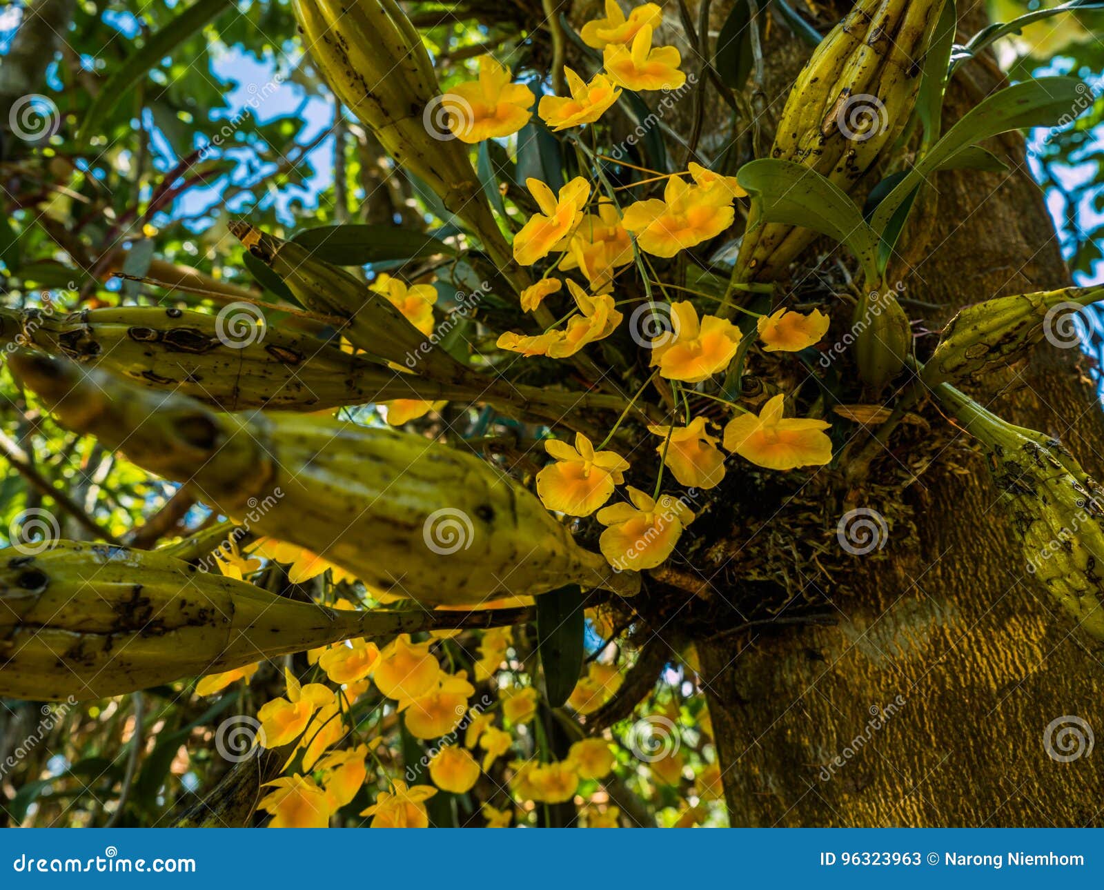 curso objetivo dedo Las Orquídeas Viven En El árbol Parque Nacional Interior Imagen de archivo  - Imagen de extracto, flor: 96323963