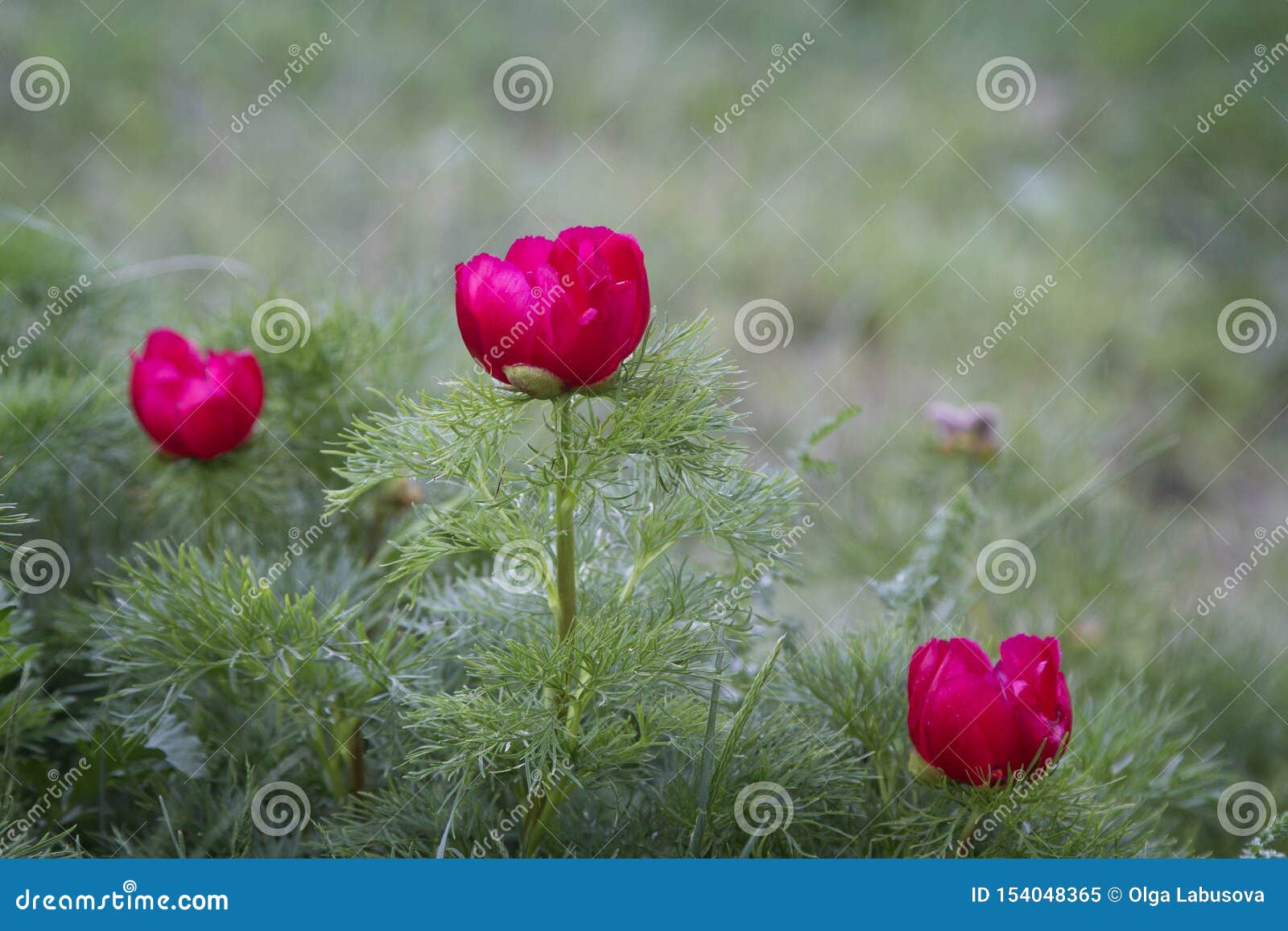 Las Peonías Rojas Salvajes Florecen En Las Montañas Tenuifolia Del Paeonia  Imagen de archivo - Imagen de verde, peonatos: 154048365